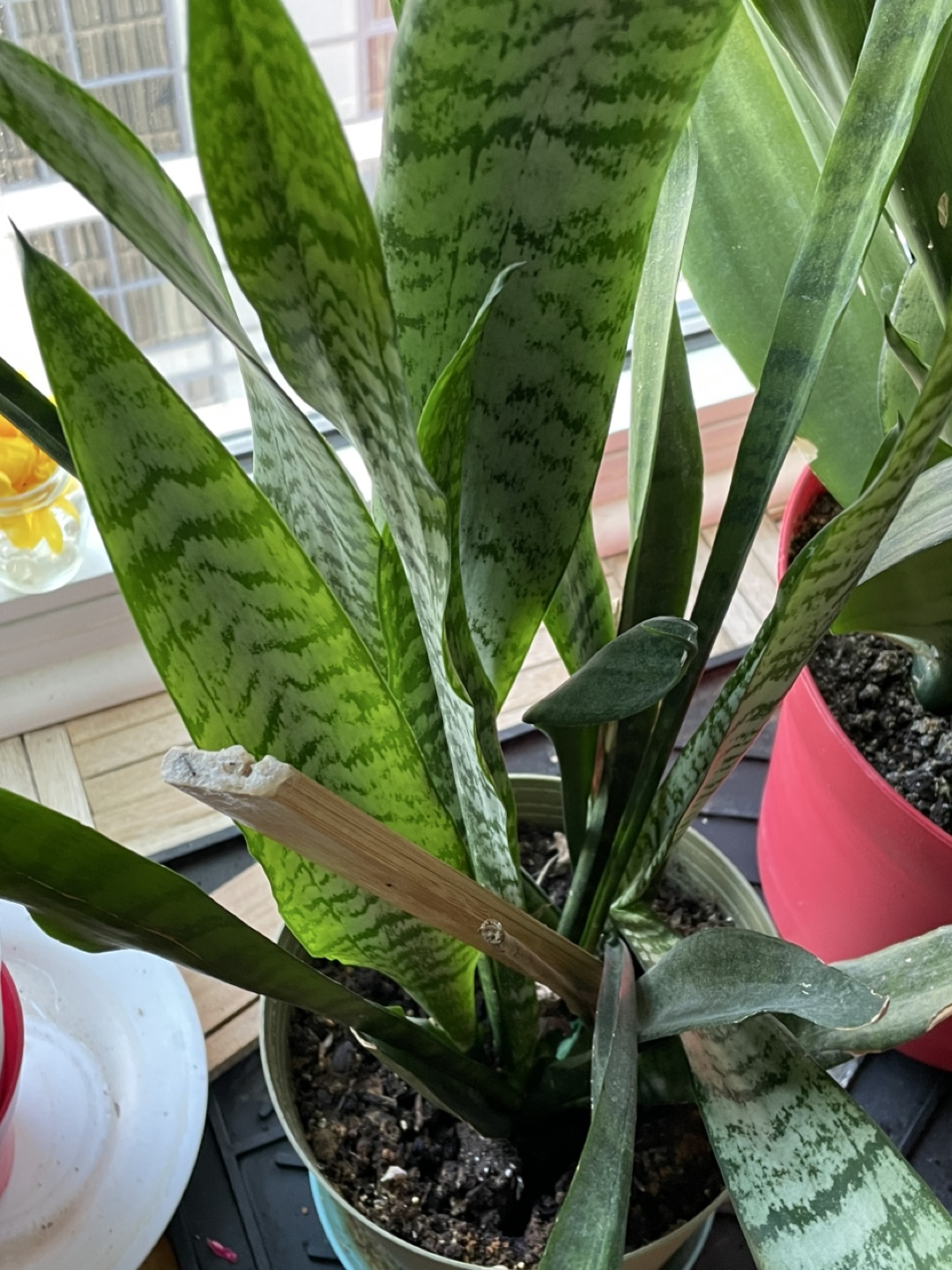 Snake Plant