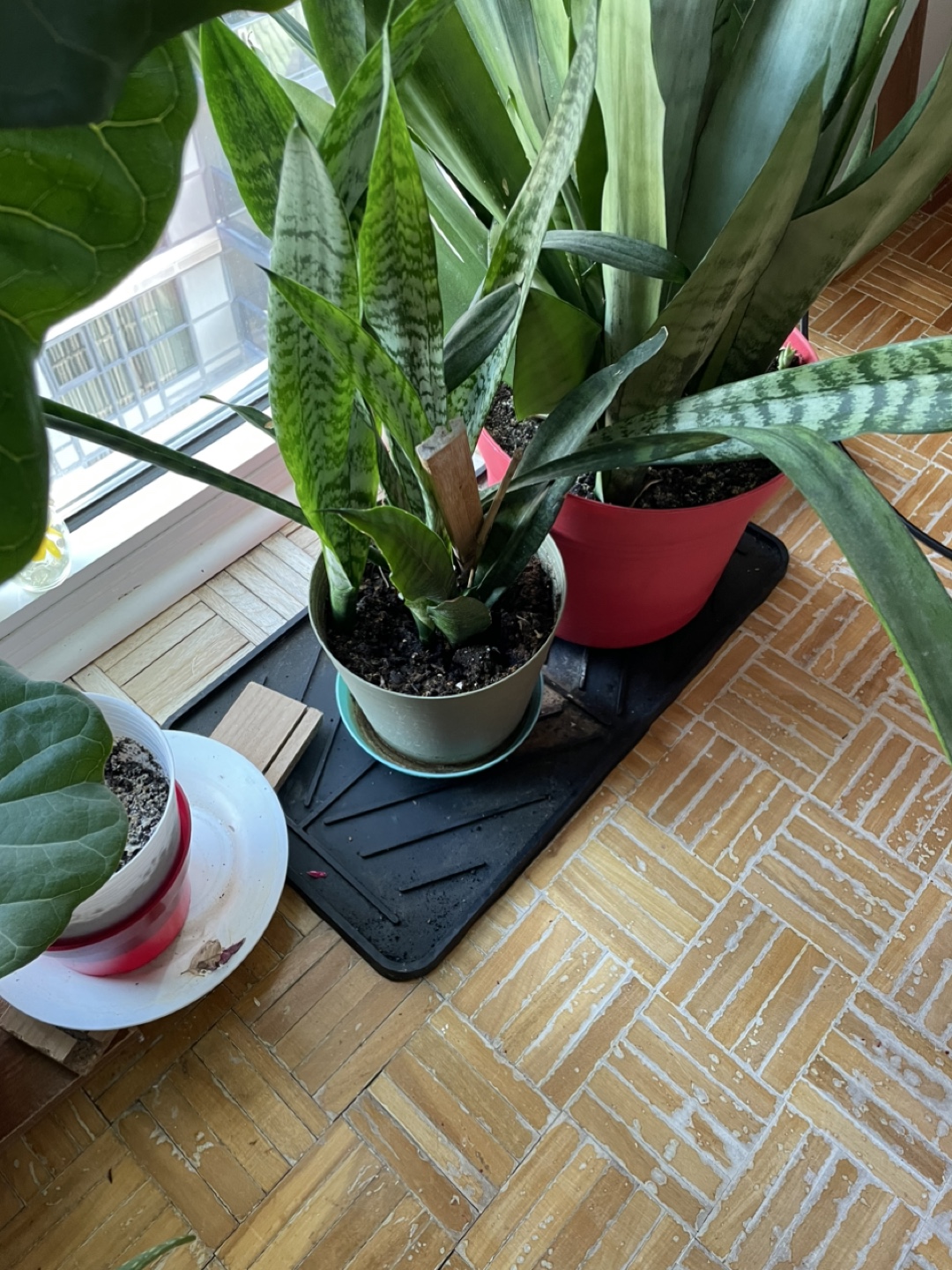 Snake Plant - photo 4