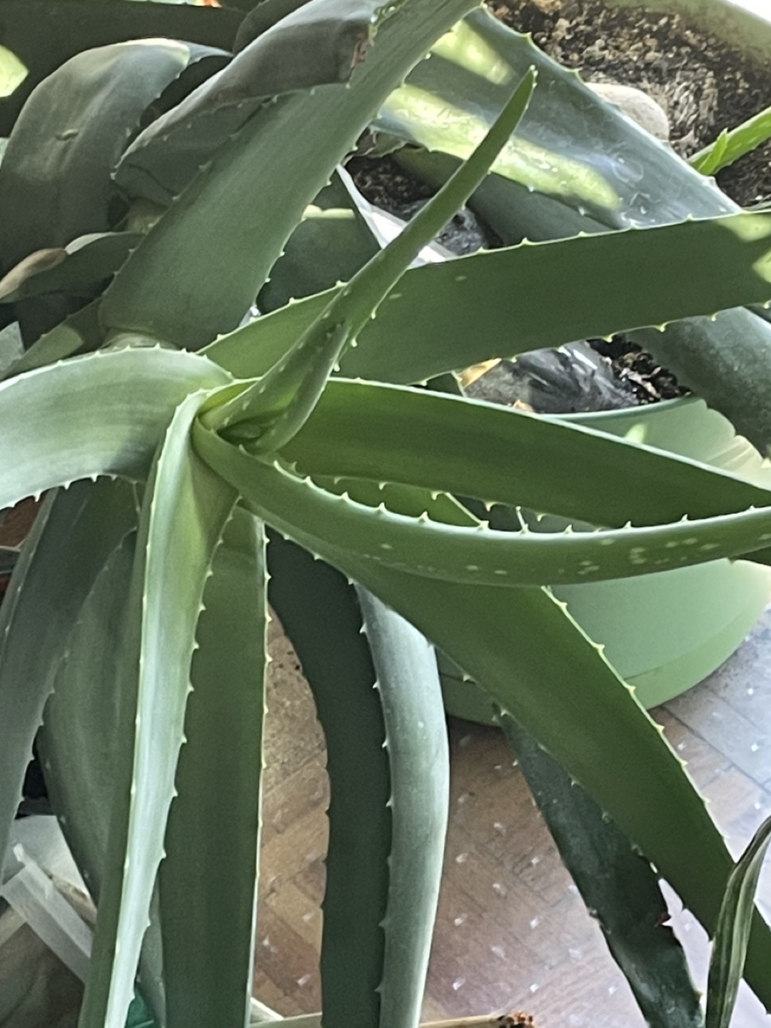 Aloe Vera on a pot