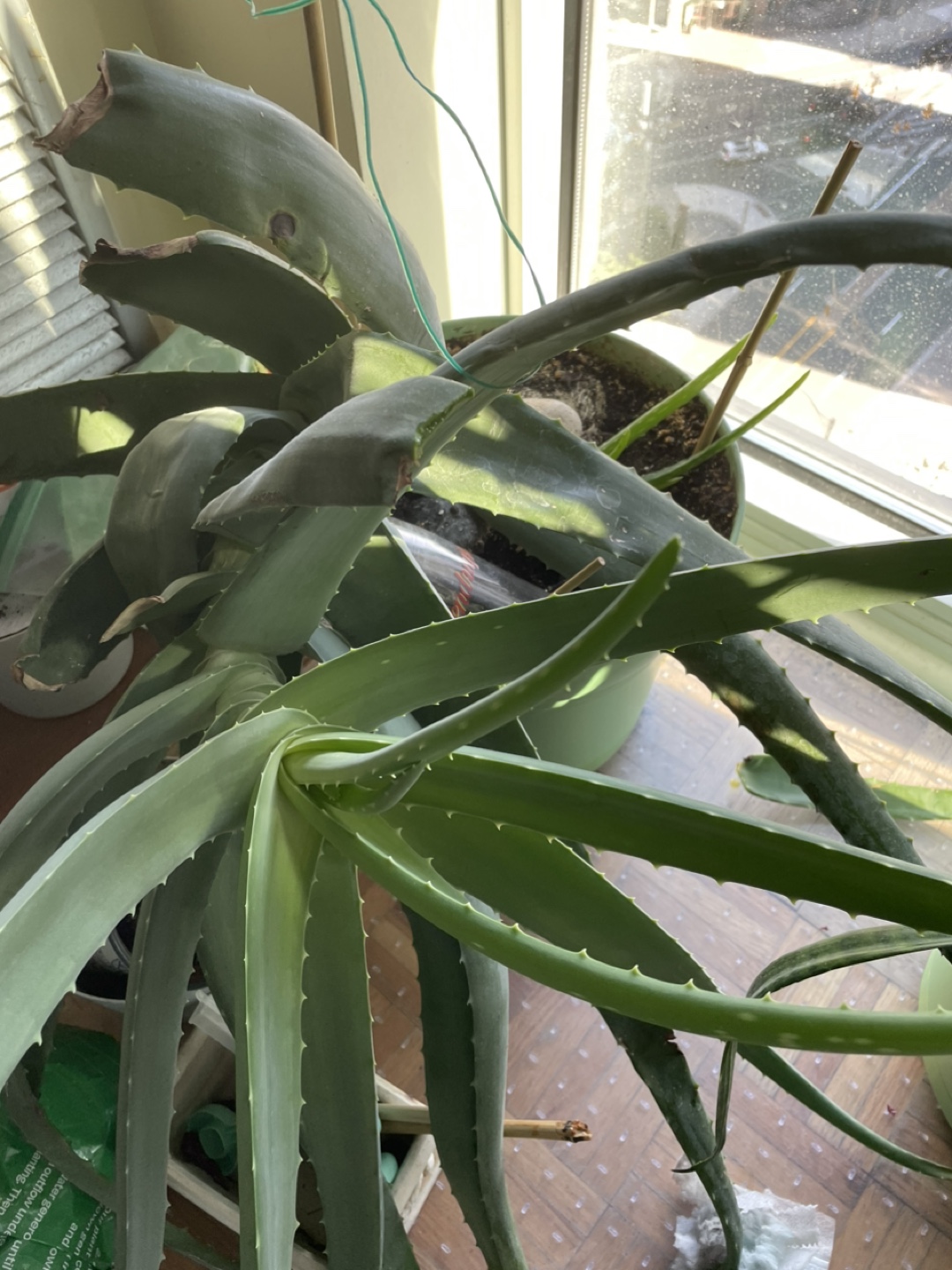 Aloe Vera on a pot - photo 3