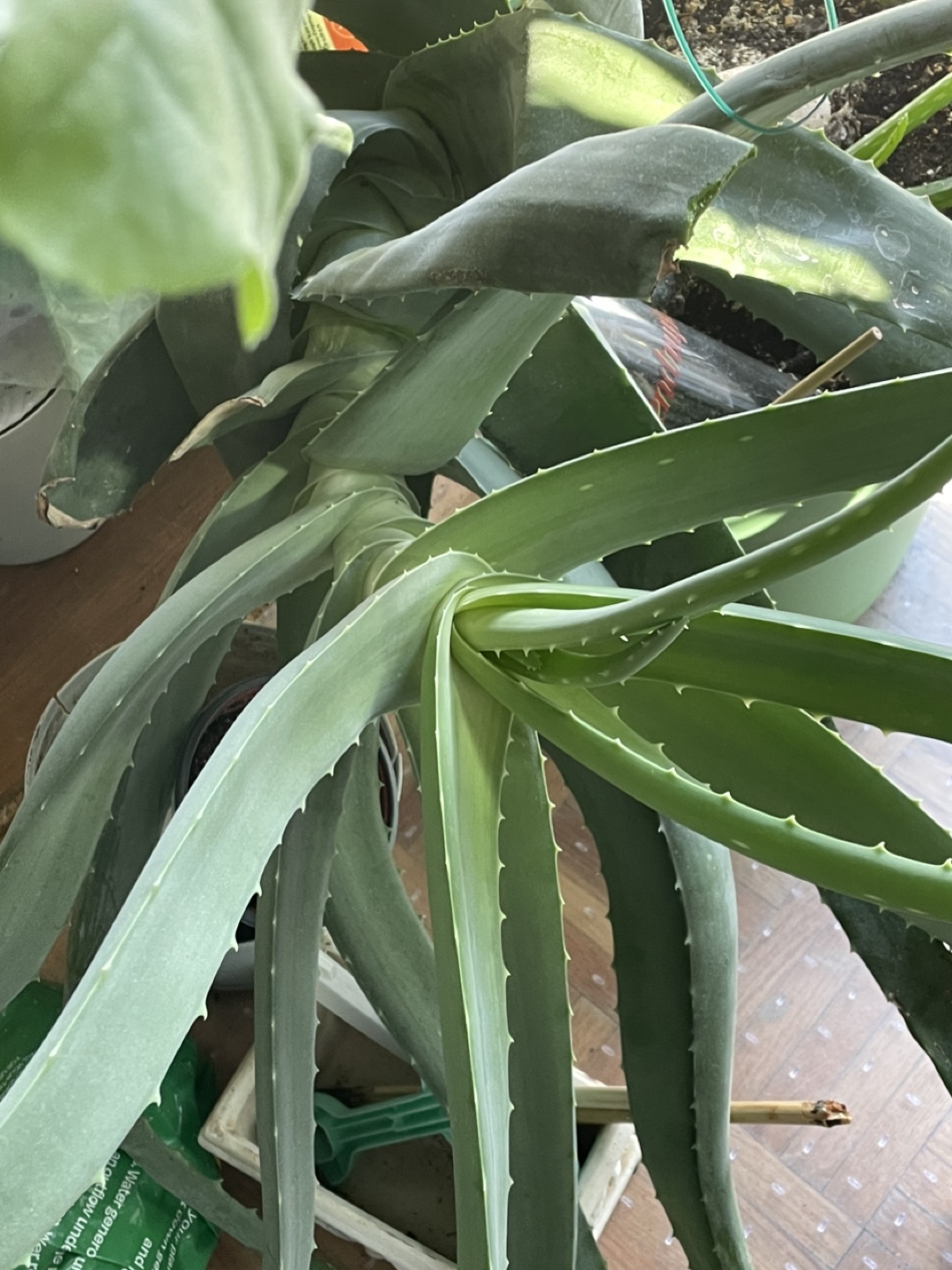 Aloe Vera on a pot - photo 2