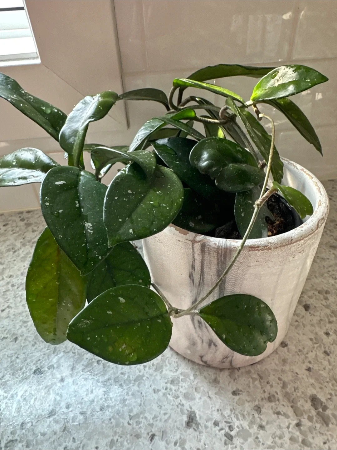 Healthy and Happy Hoya Plant 🥕 image indicator(3)