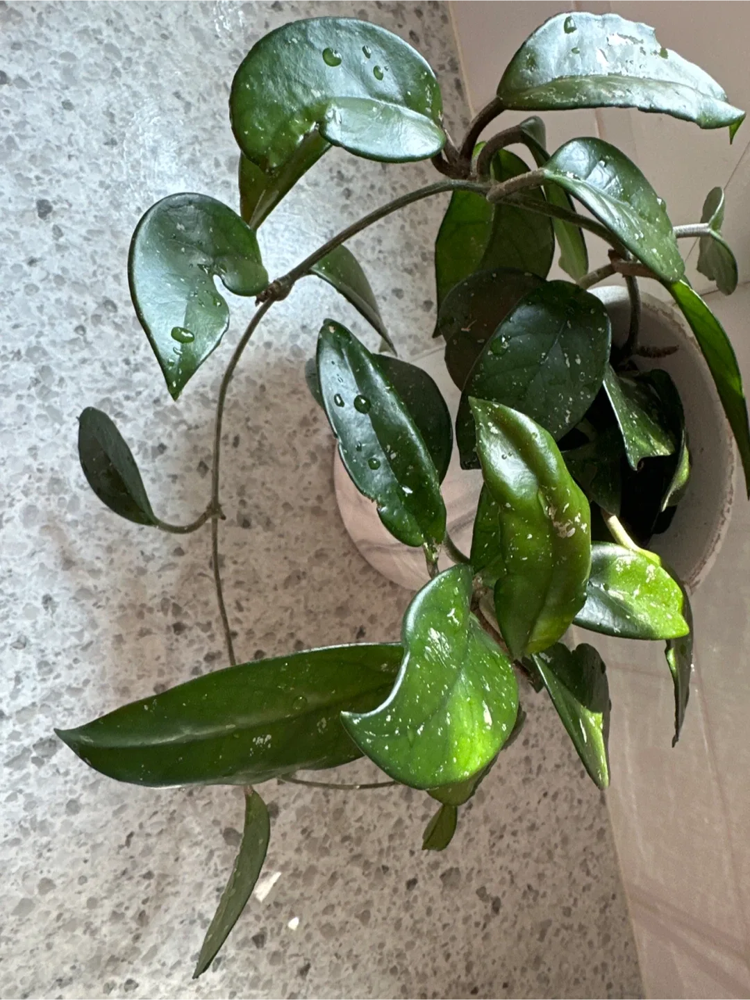 Healthy and Happy Hoya Plant 🥕 image indicator(2)