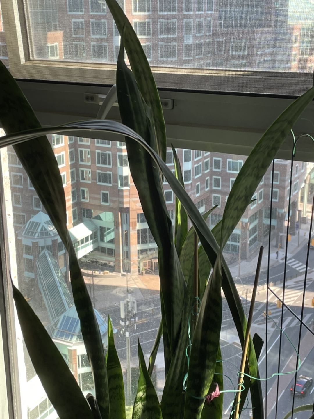 Snake Plant - photo 2