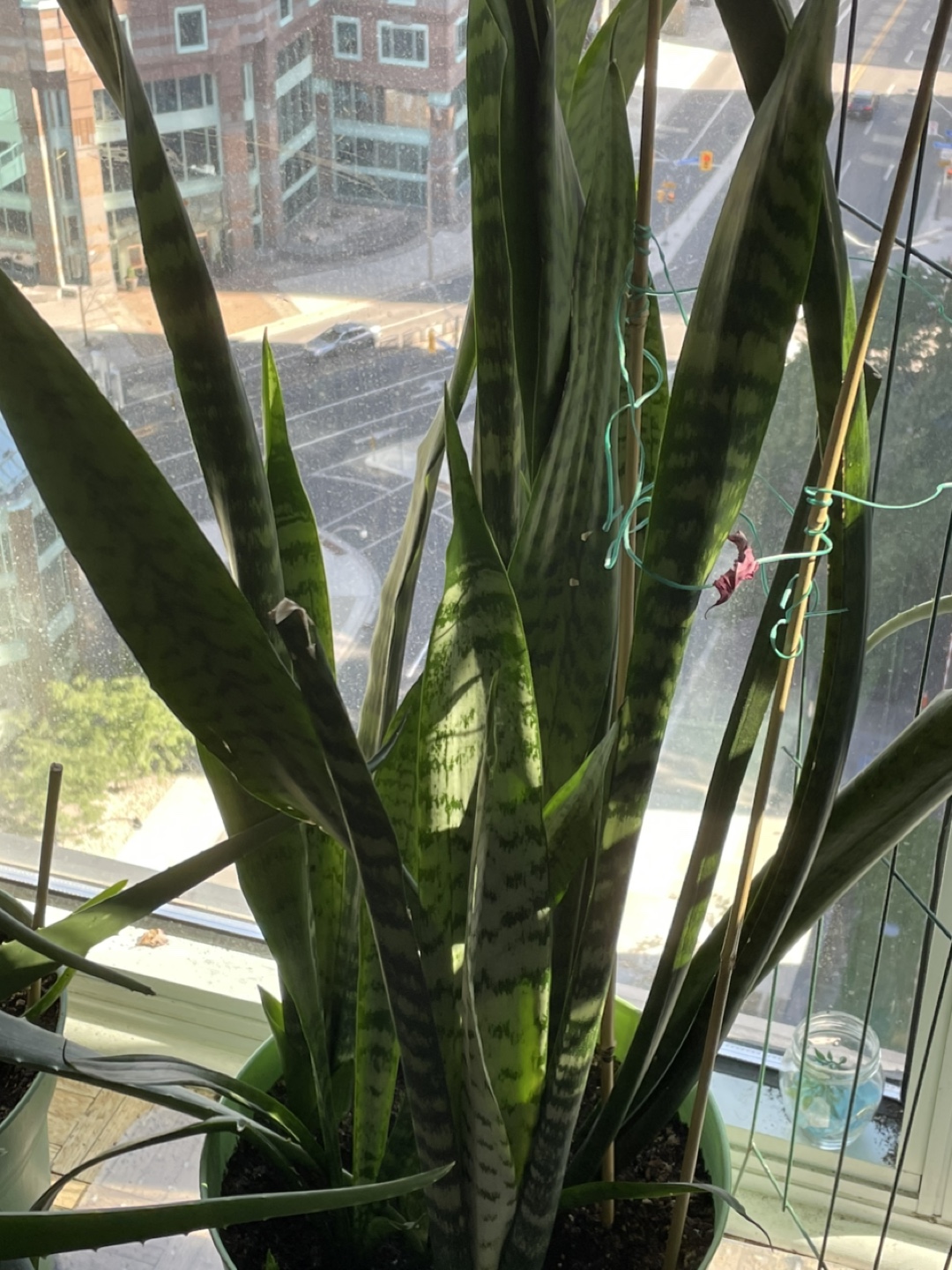 Snake Plant - photo 3