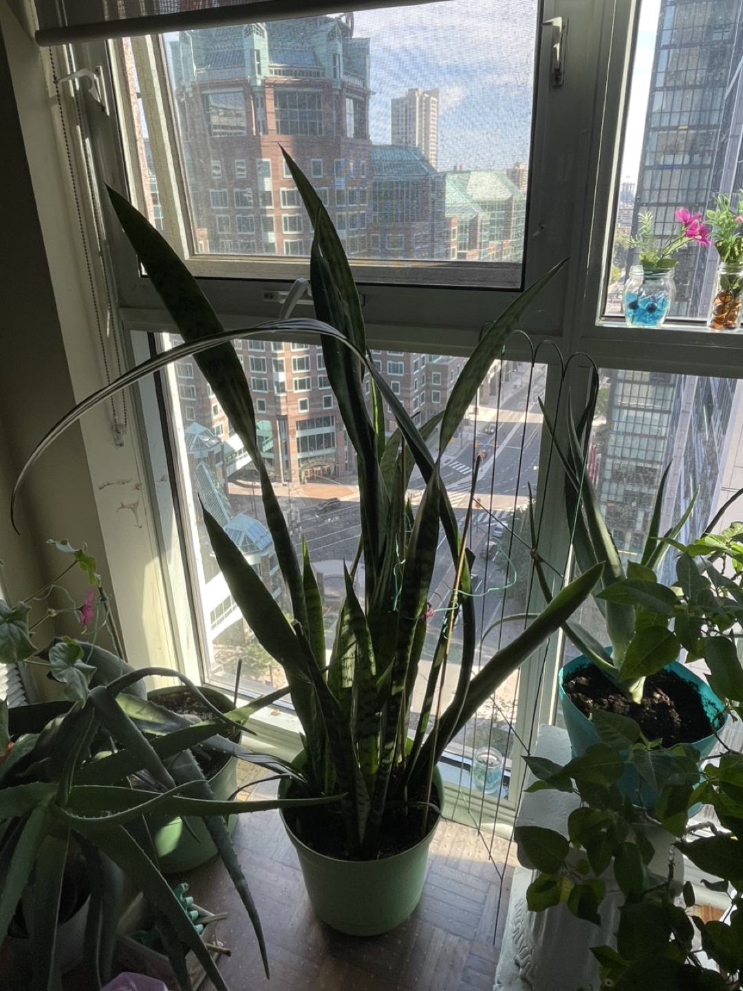 Snake Plant