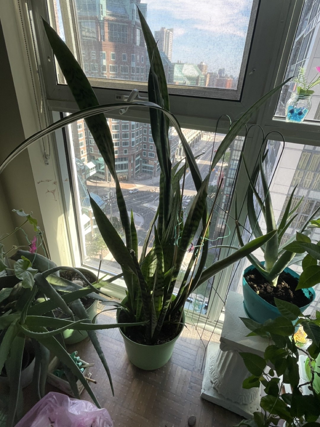 Snake Plant - photo 4