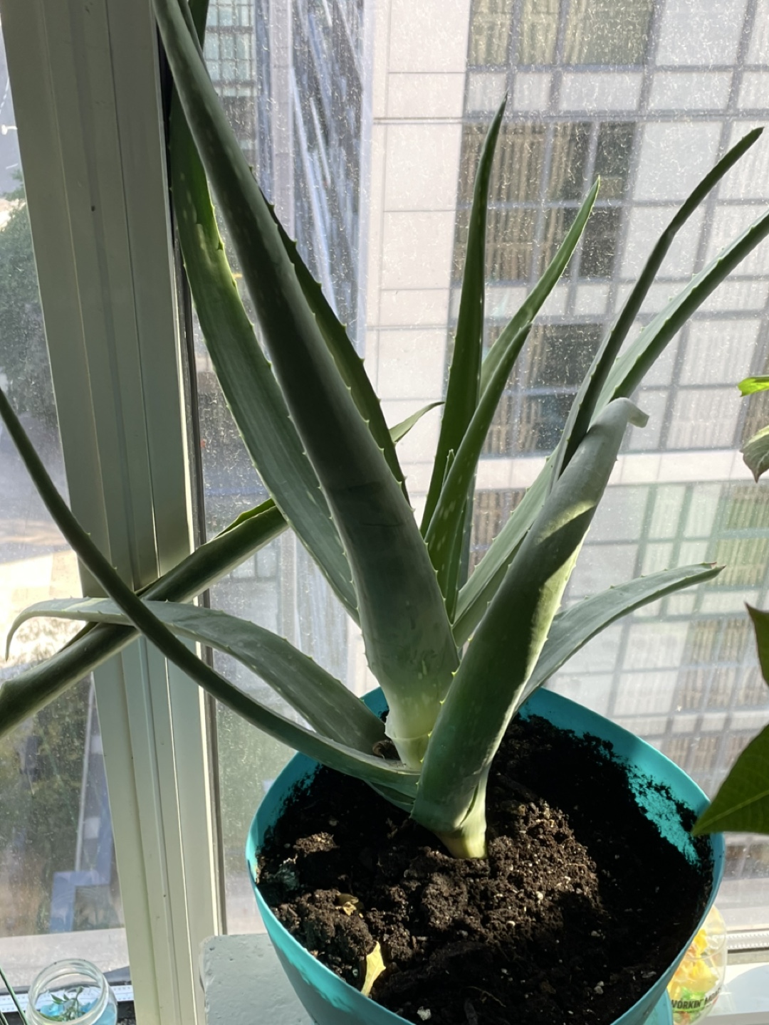 Aloe Vera Plant