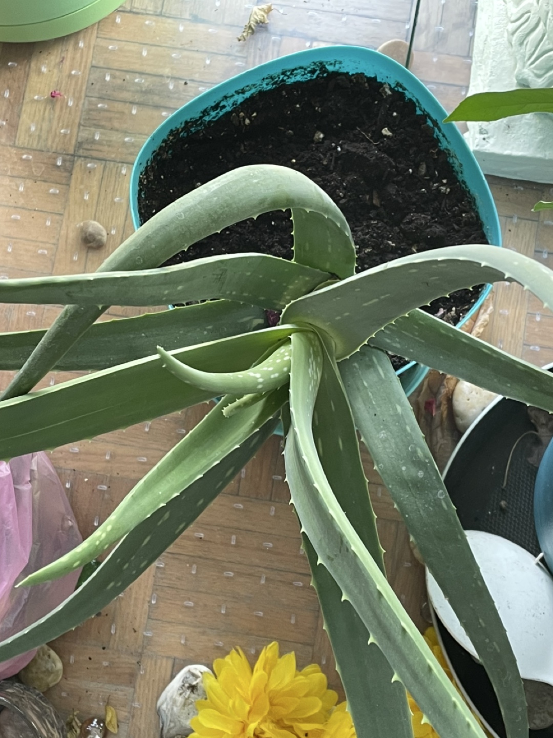 Aloe Vera Plant - photo 3