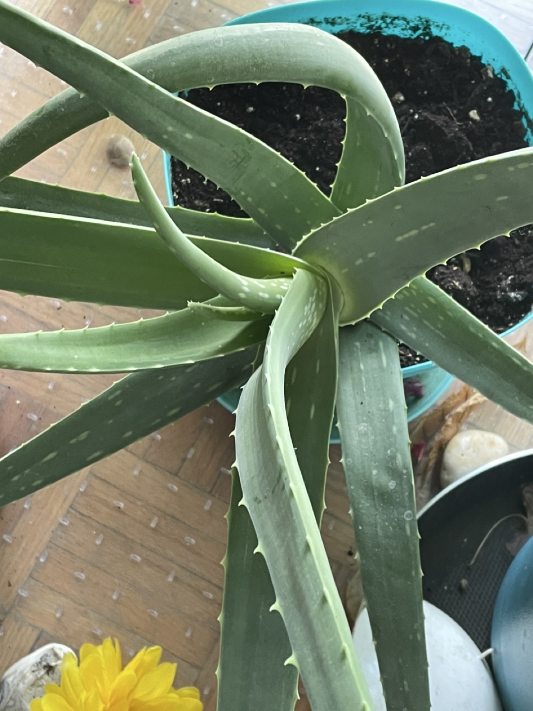 Aloe Vera Plant - photo 4