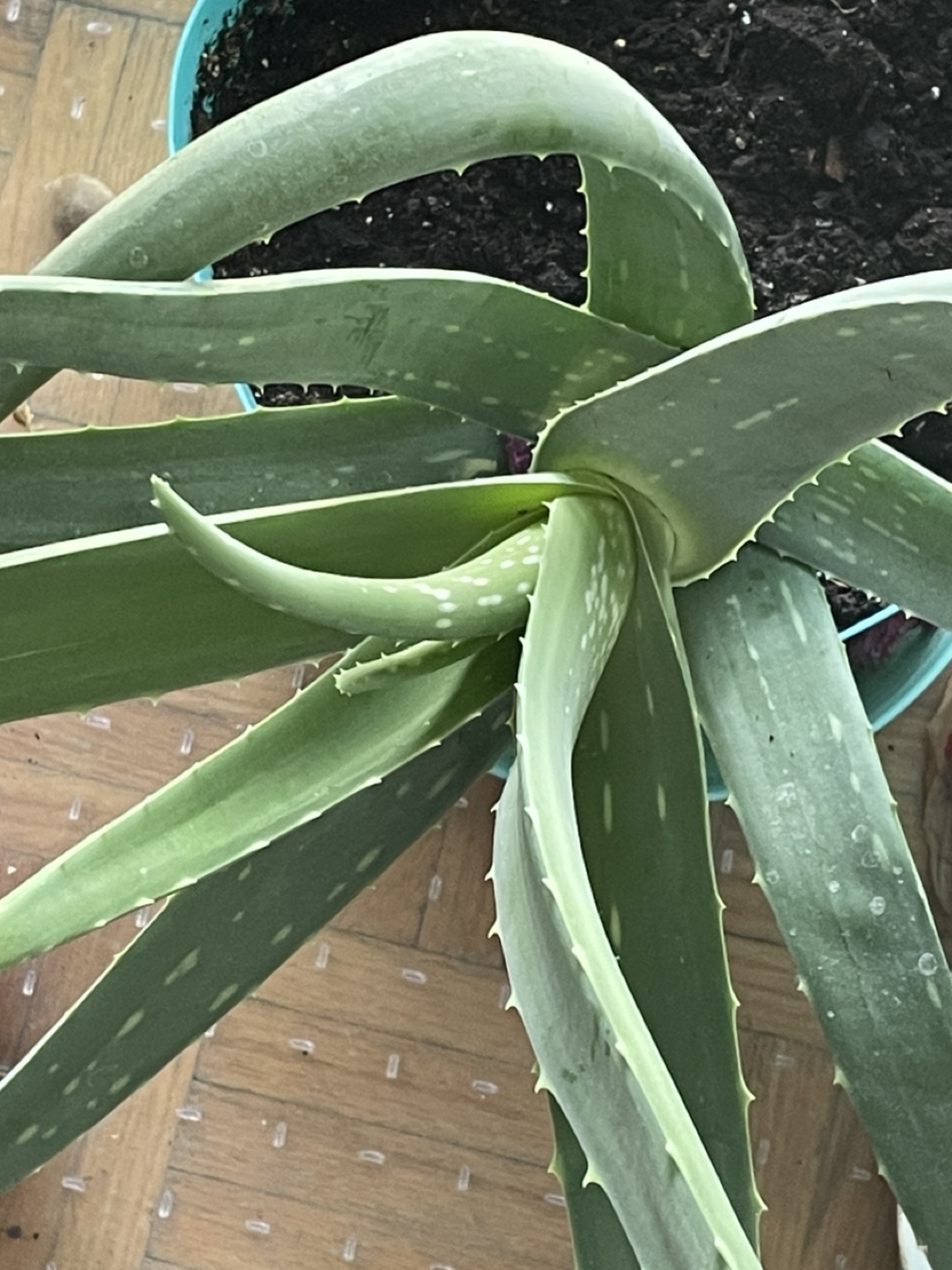 Aloe Vera Plant - photo 2