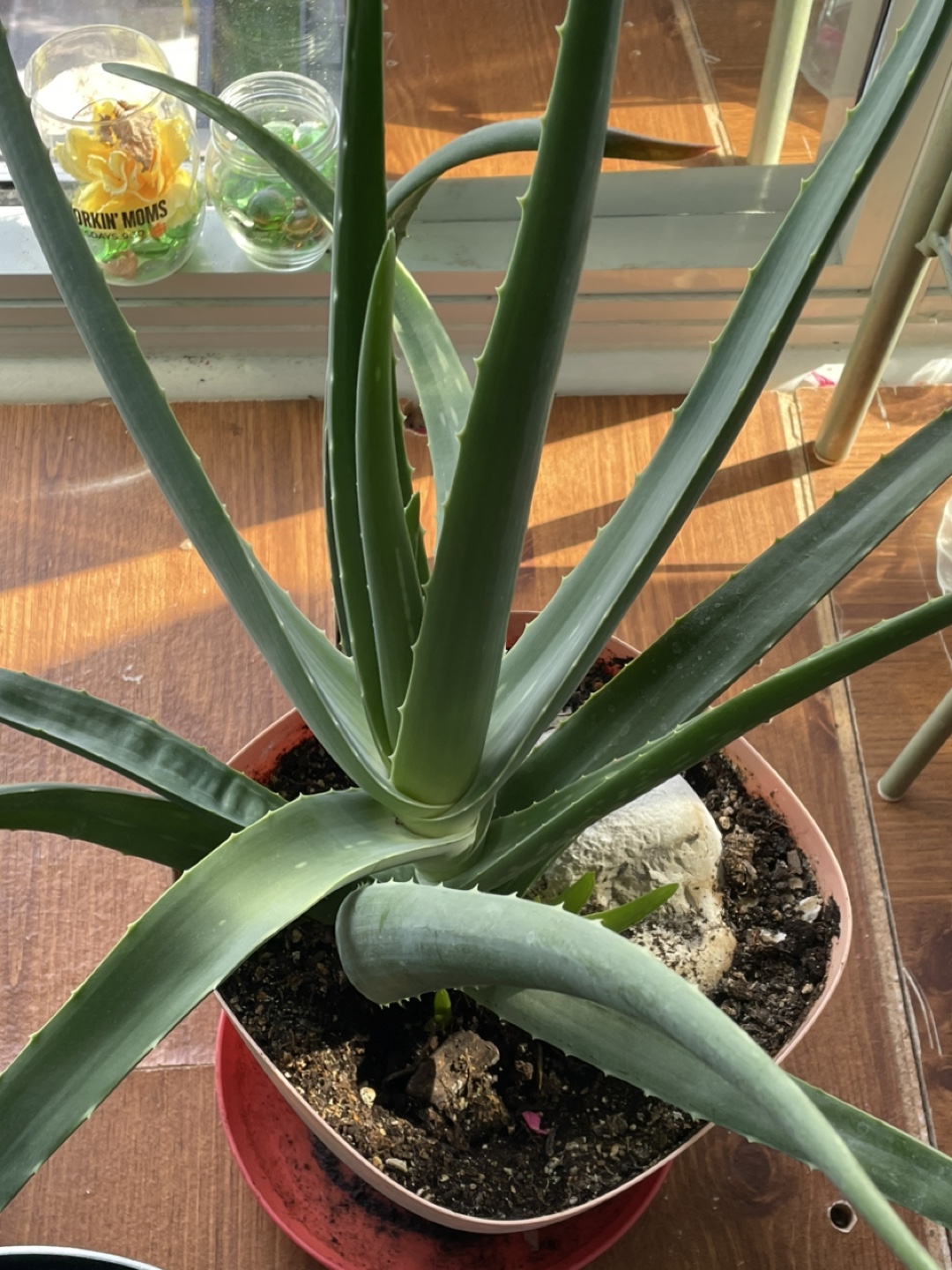 Aloe Vera Plant - photo 5