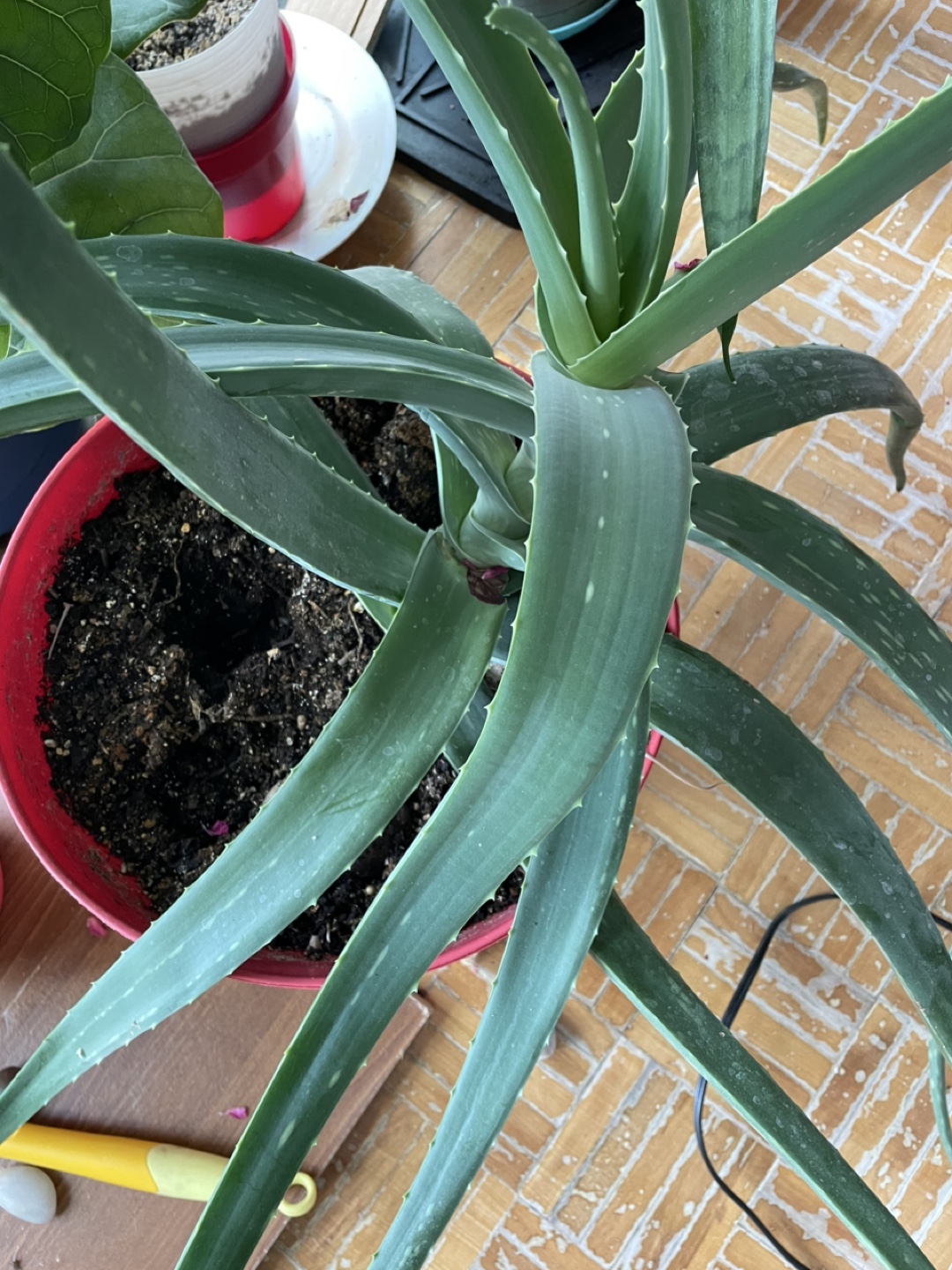 Aloe Vera Plant - photo 2