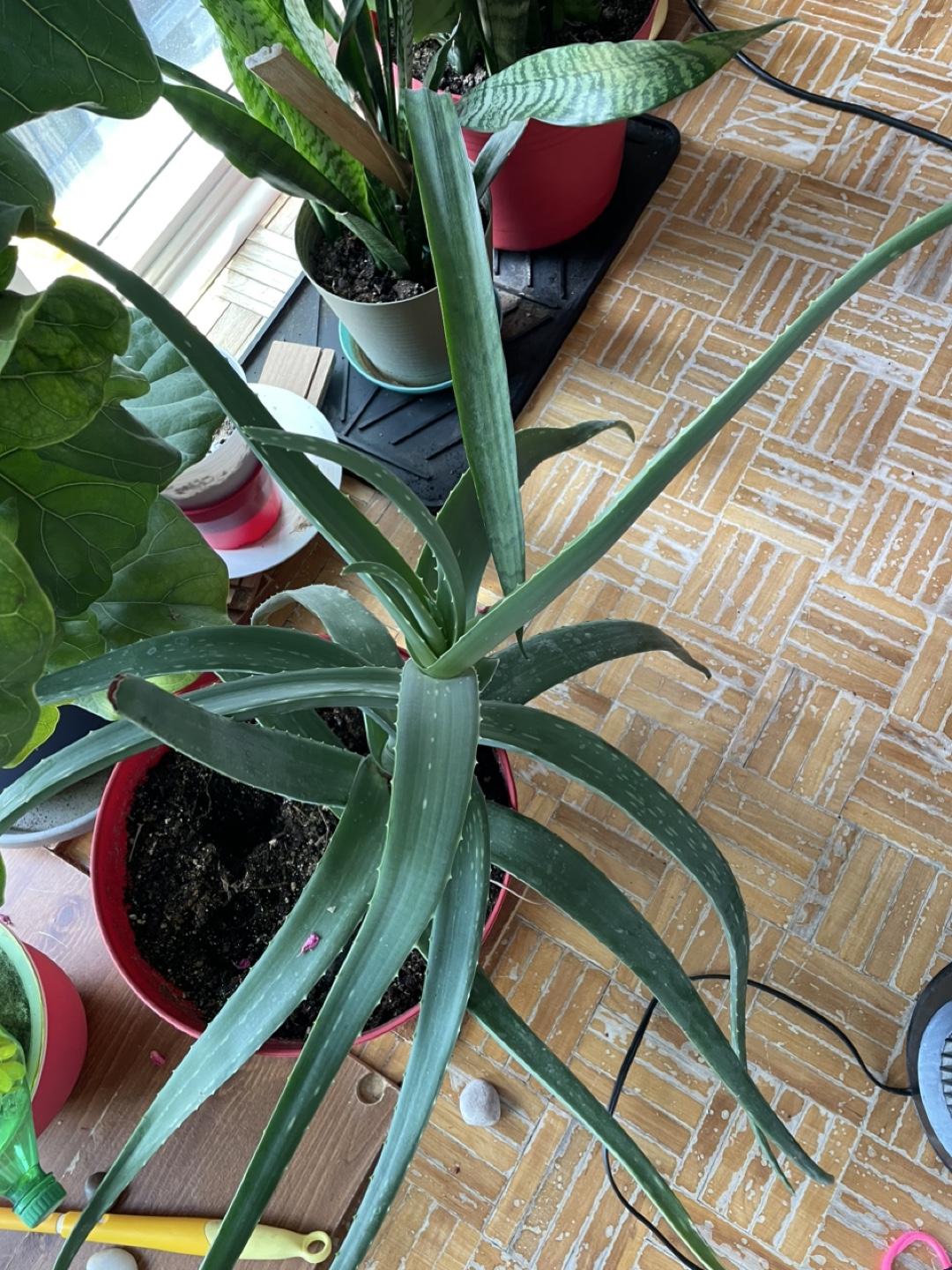 Aloe Vera Plant - photo 3