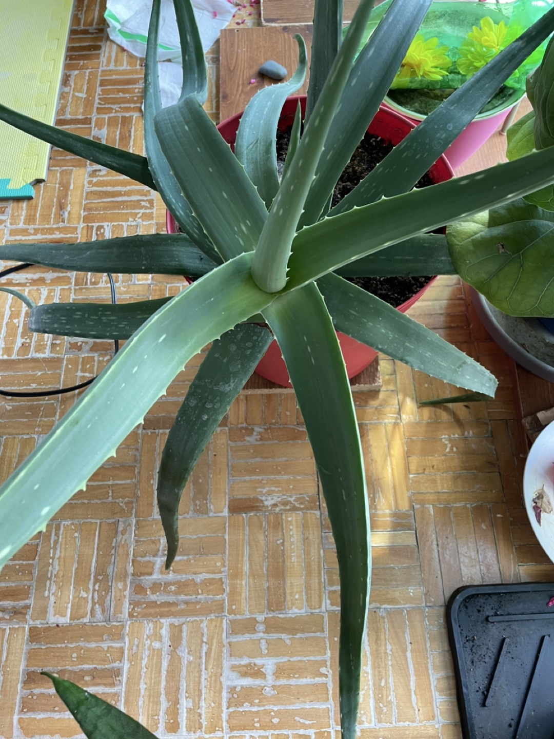 Aloe Vera Plant