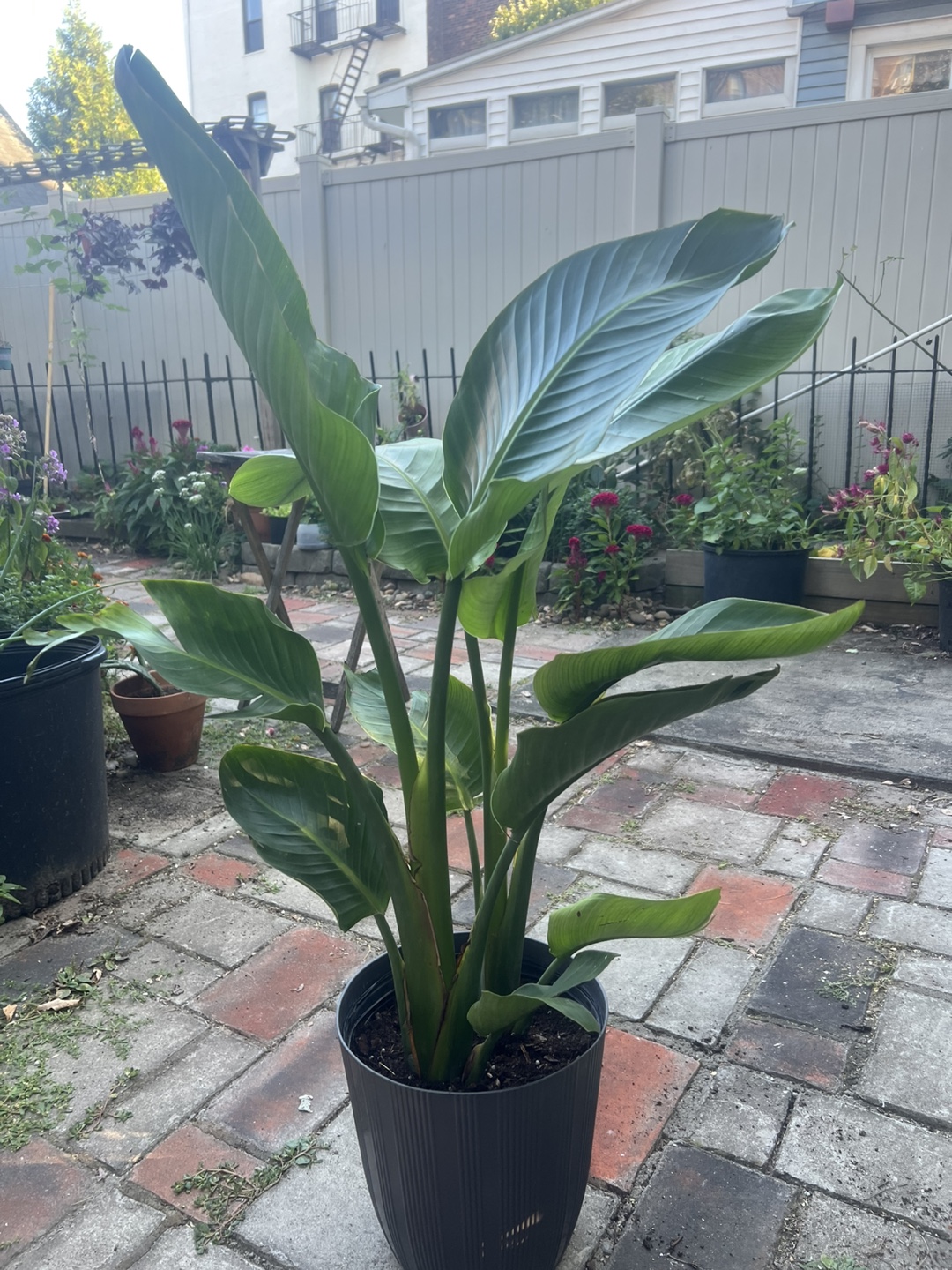 Beautiful tall Bird of Paradise Plant - photo 2