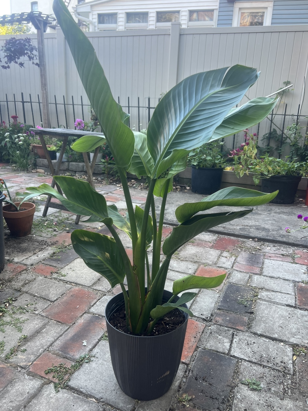 Beautiful tall Bird of Paradise Plant
