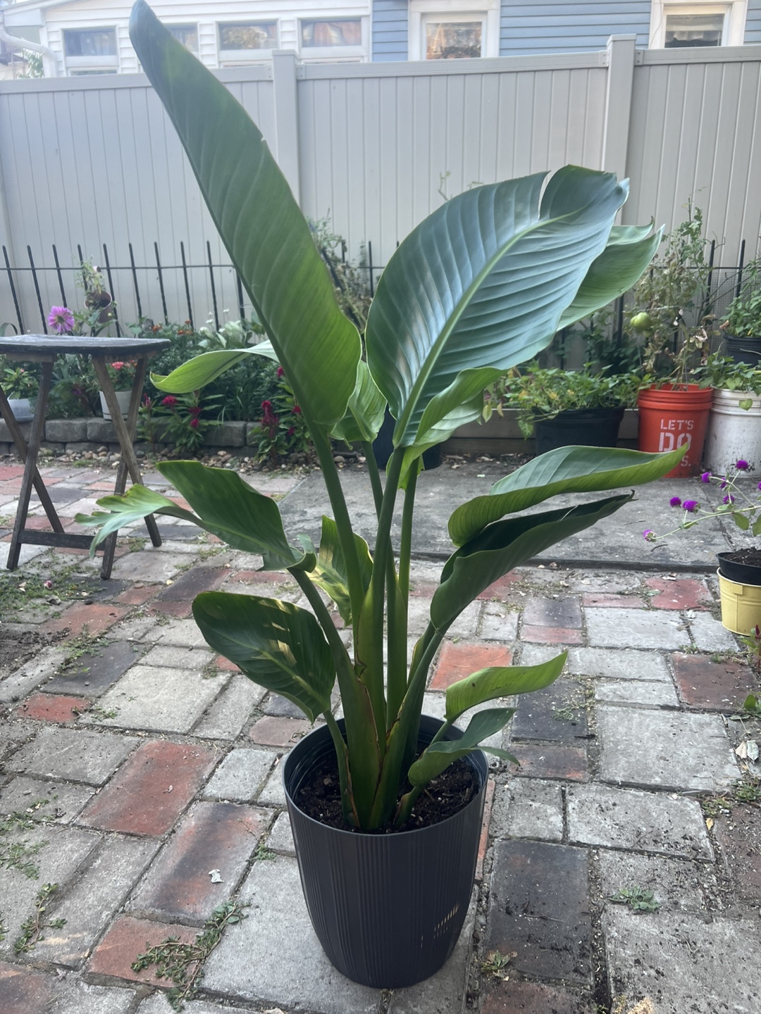 Beautiful tall Bird of Paradise Plant - photo 3