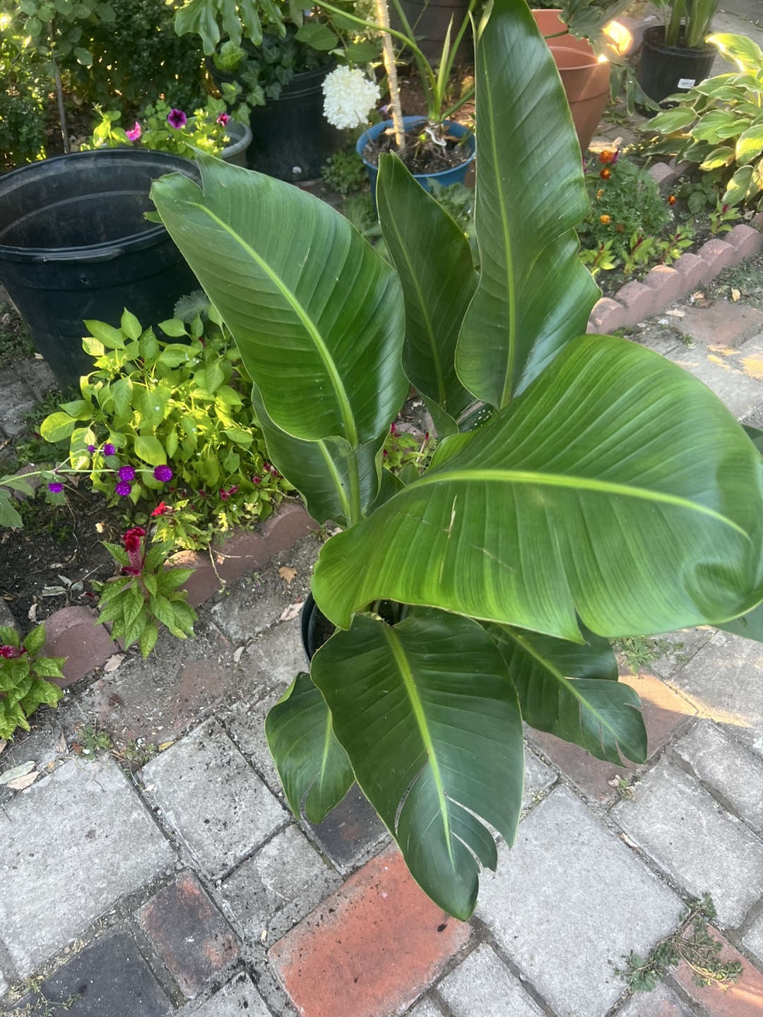 Health young Bird of Paradise Plant - photo 5