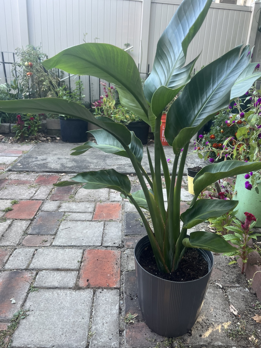 Health young Bird of Paradise Plant - photo 2