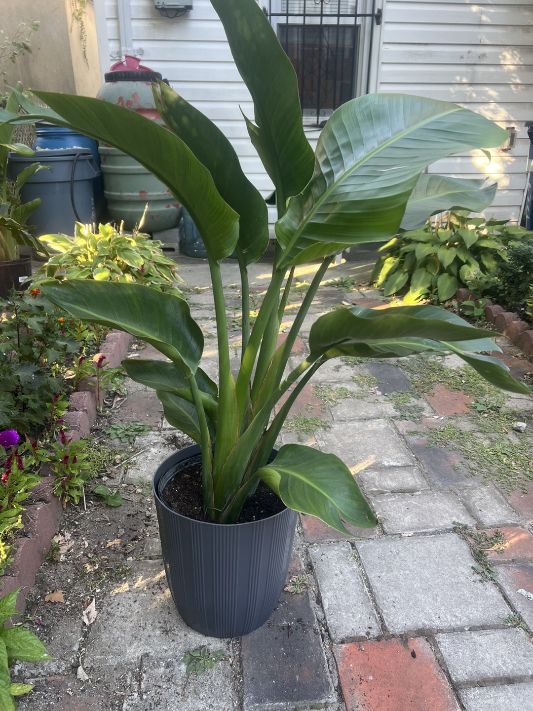 Health young Bird of Paradise Plant