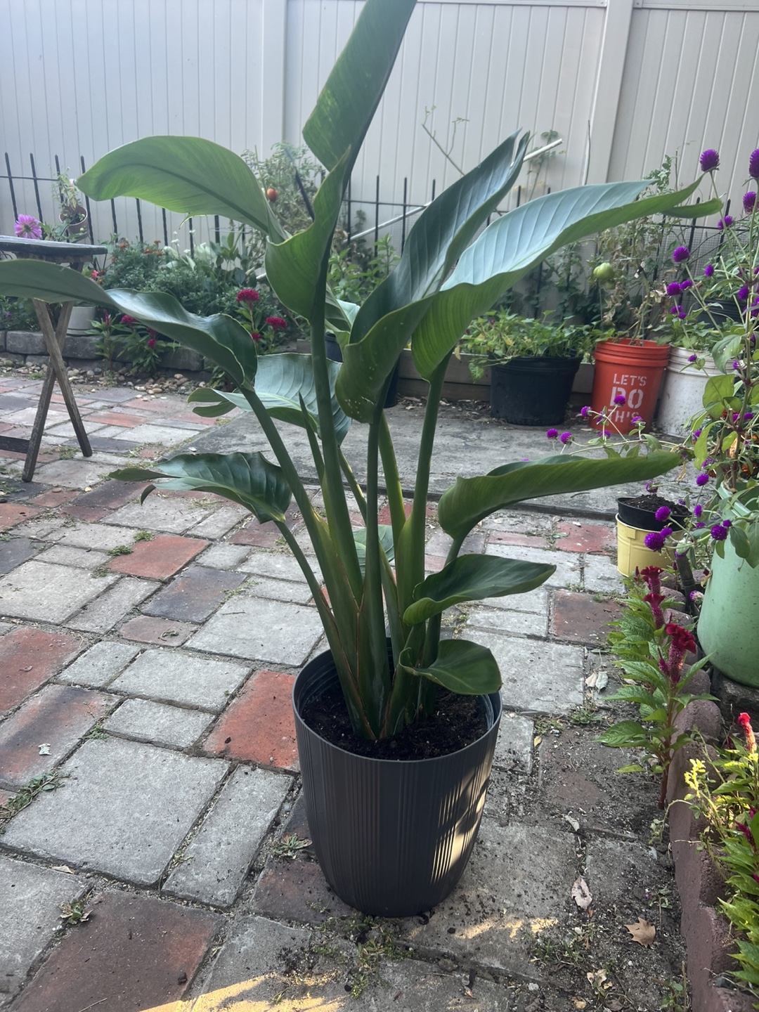 Health young Bird of Paradise Plant - photo 3
