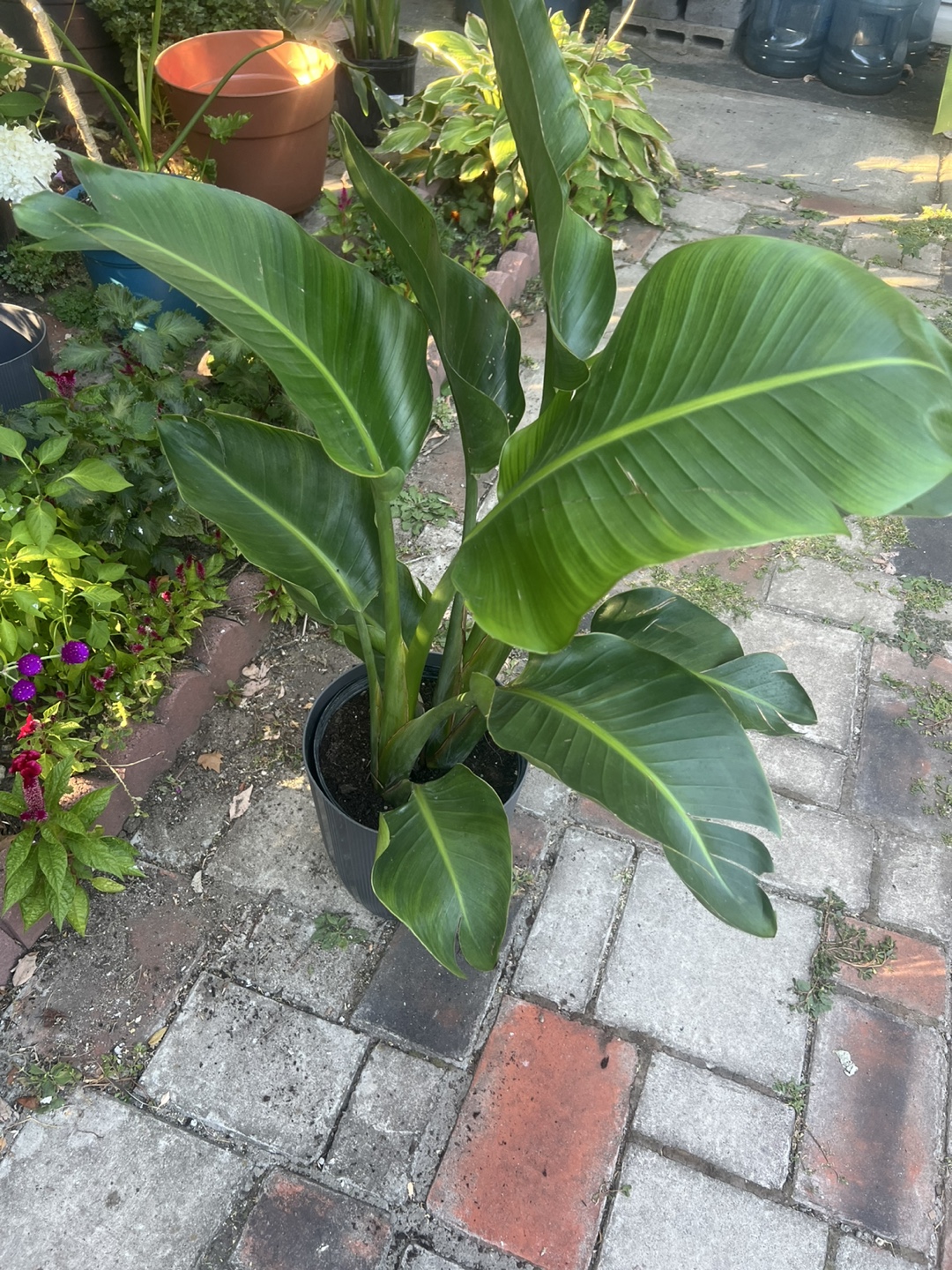 Health young Bird of Paradise Plant - photo 4
