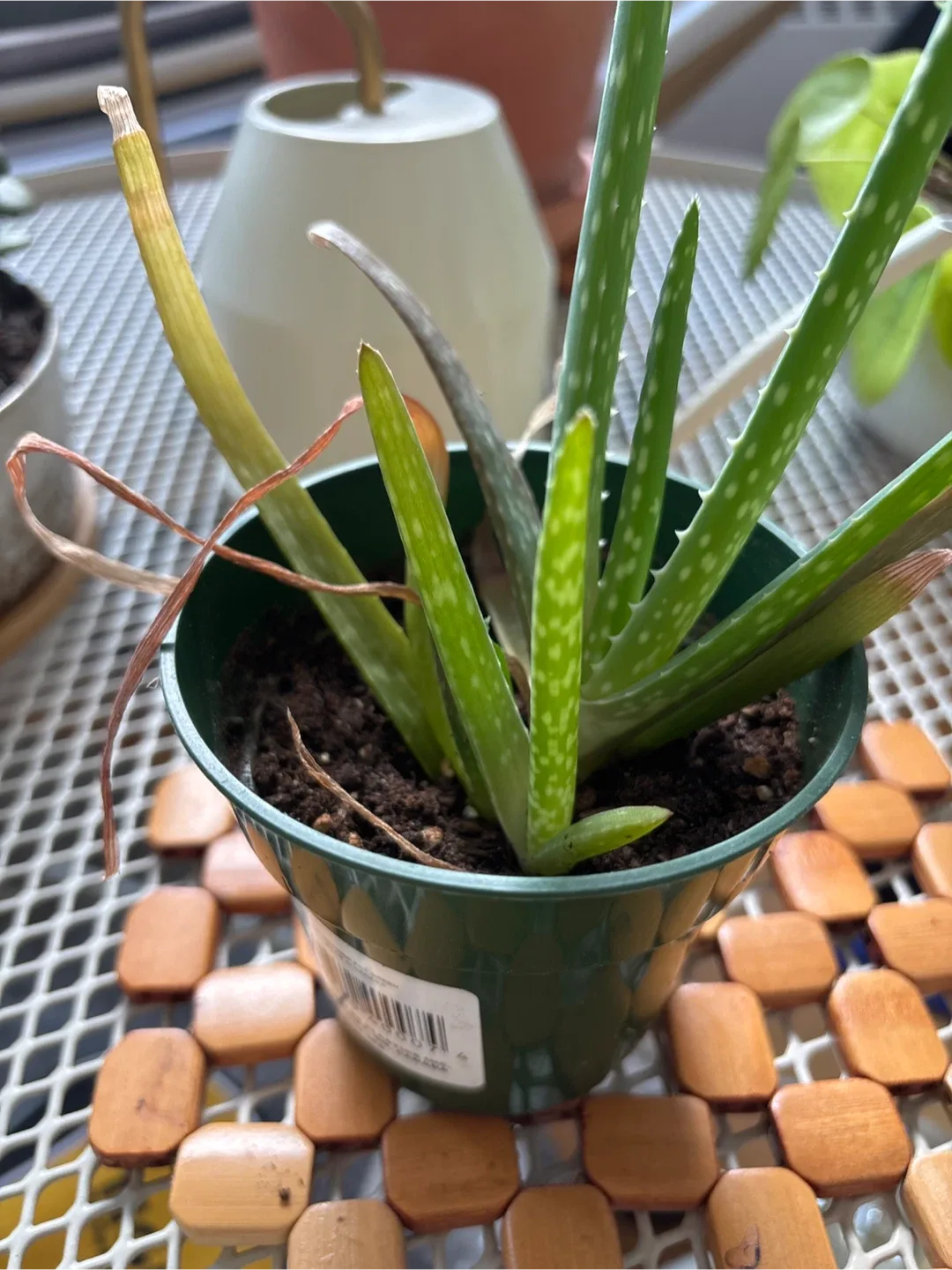 Aloe Vera Plant 🥕 image indicator(2)