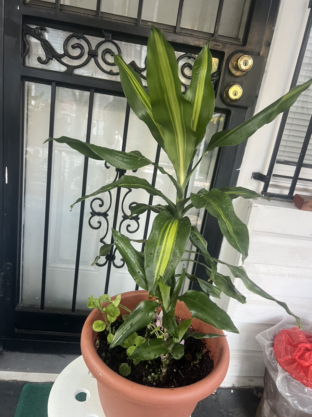 Hawaiian sunshine Dracaena Corn Plant - photo 2