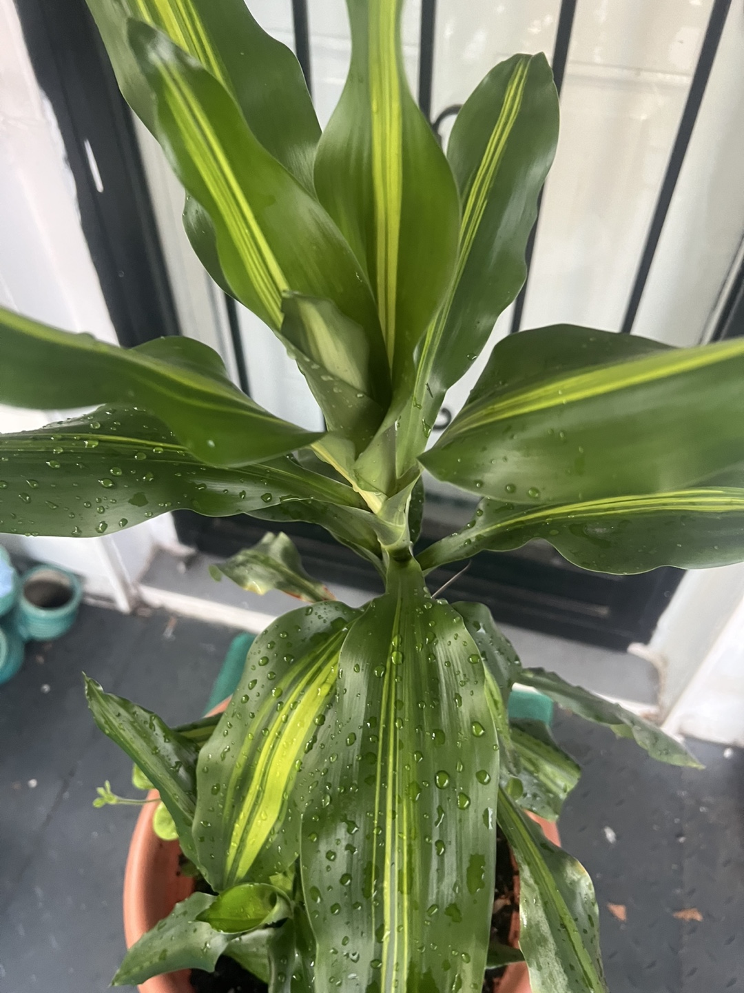 Hawaiian sunshine Dracaena Corn Plant