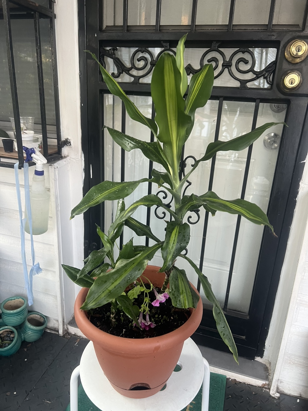 Hawaiian sunshine Dracaena Corn Plant - photo 4