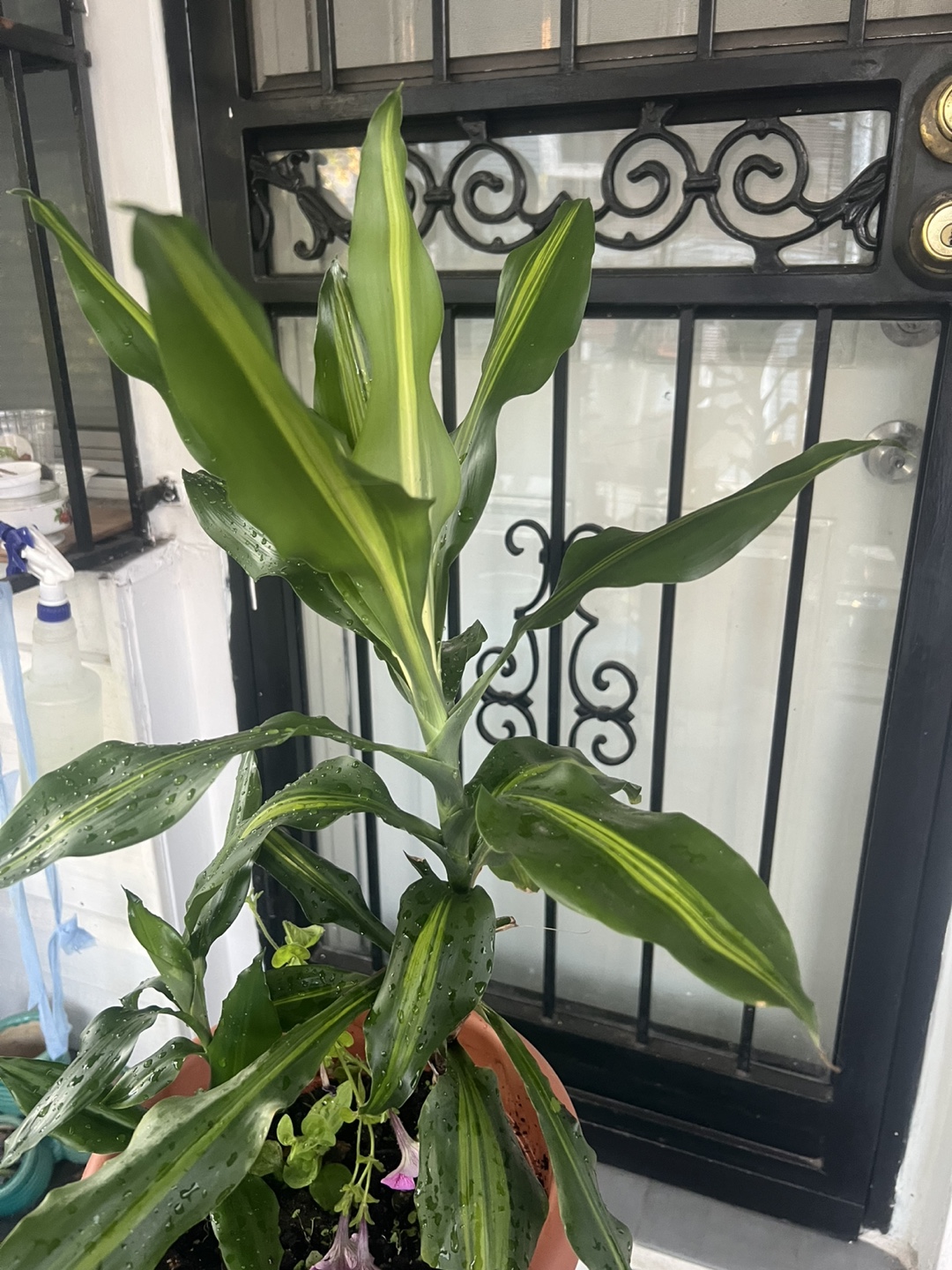 Hawaiian sunshine Dracaena Corn Plant - photo 3