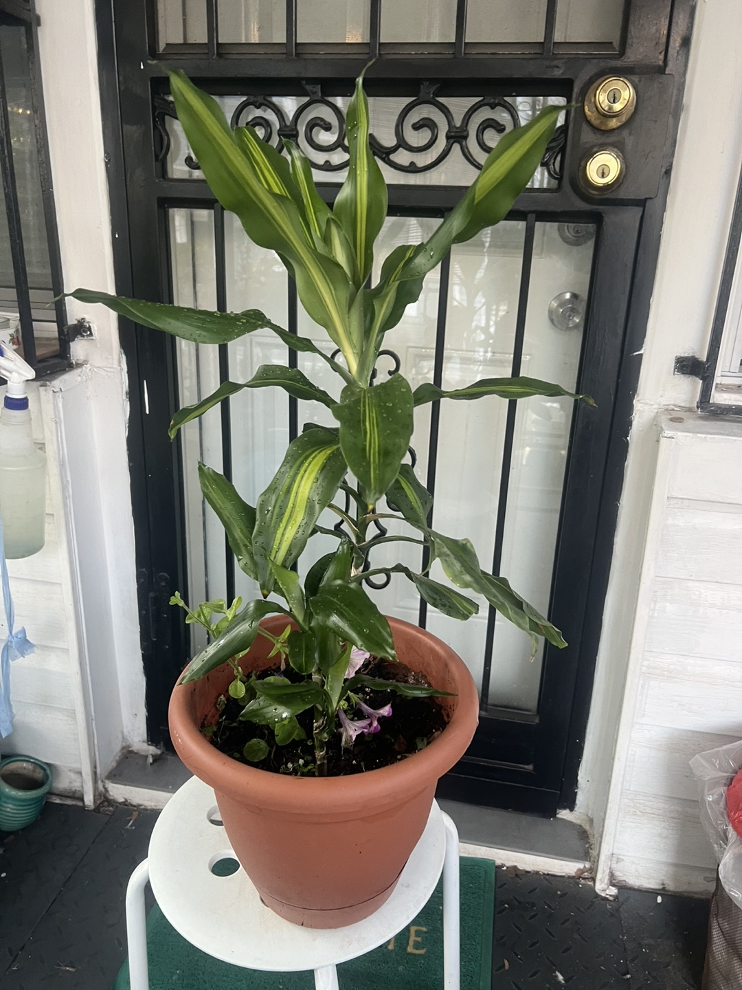 Hawaiian sunshine Dracaena Corn Plant - photo 5