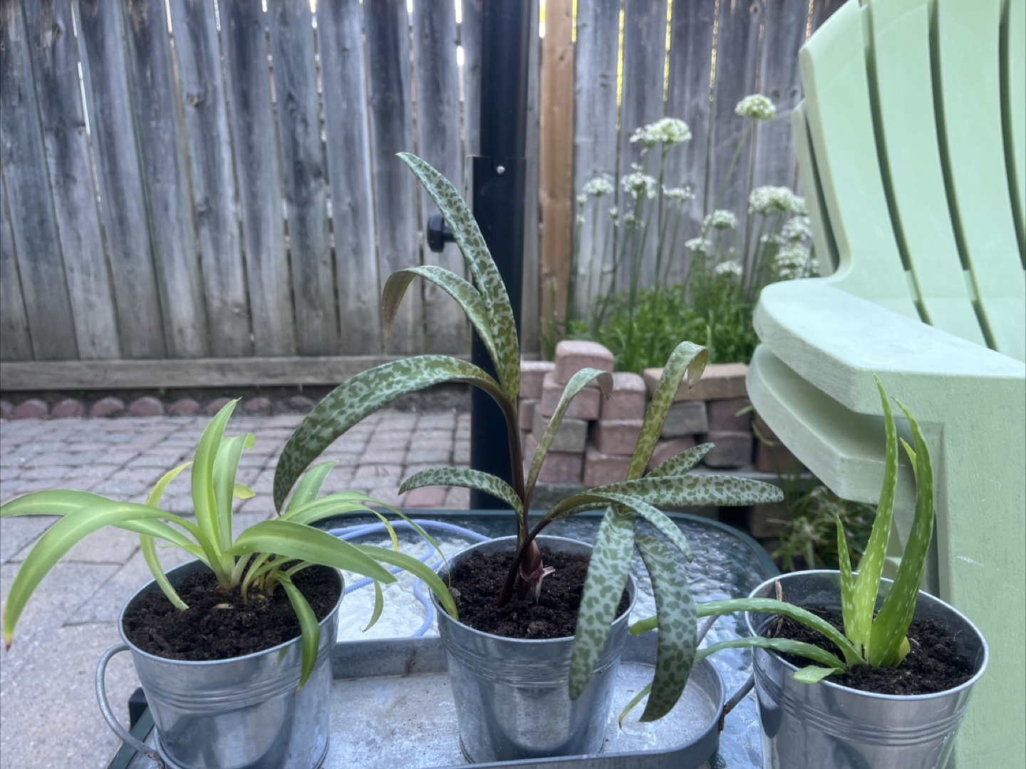 Plant