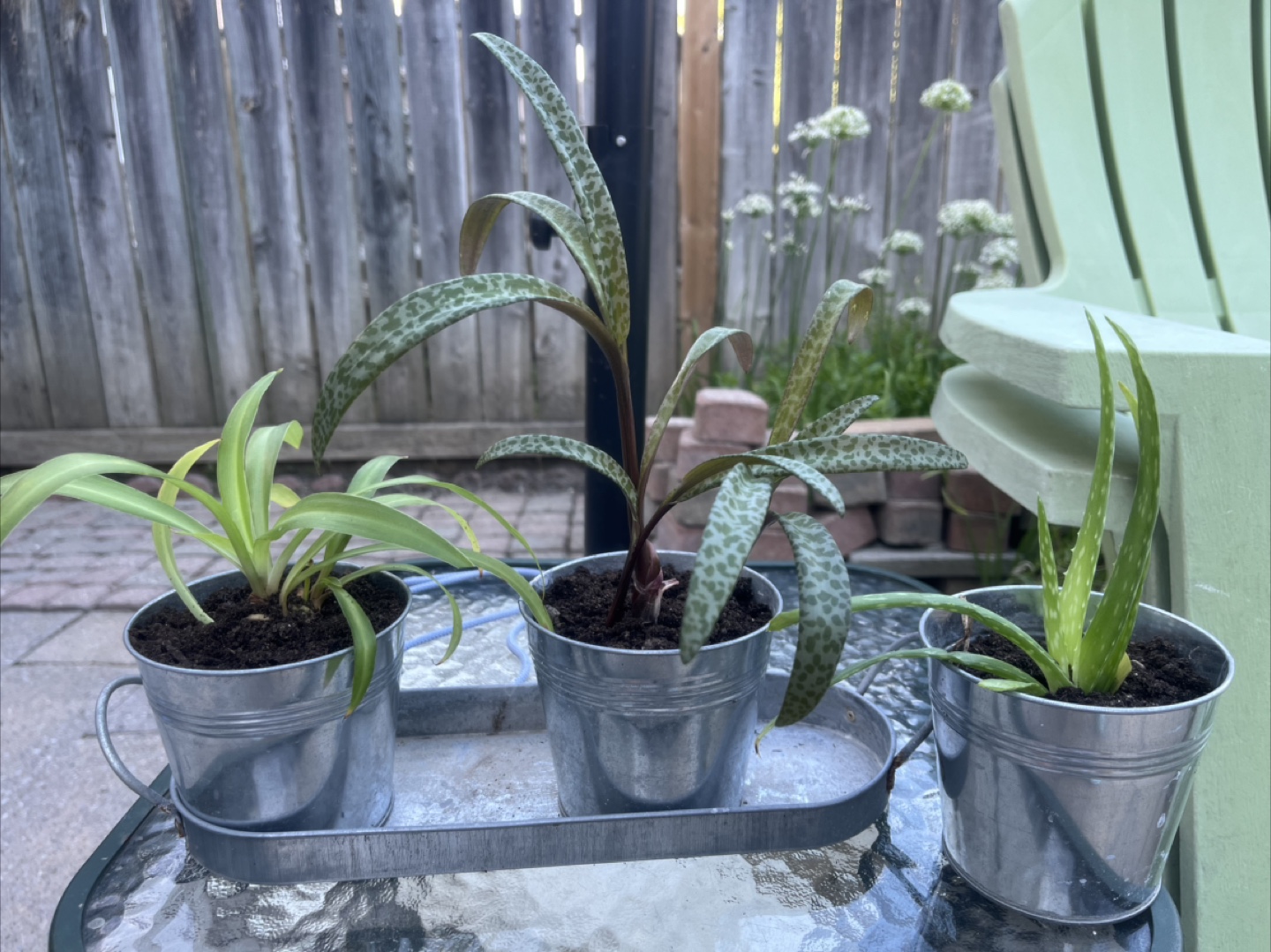 Plant - photo 2