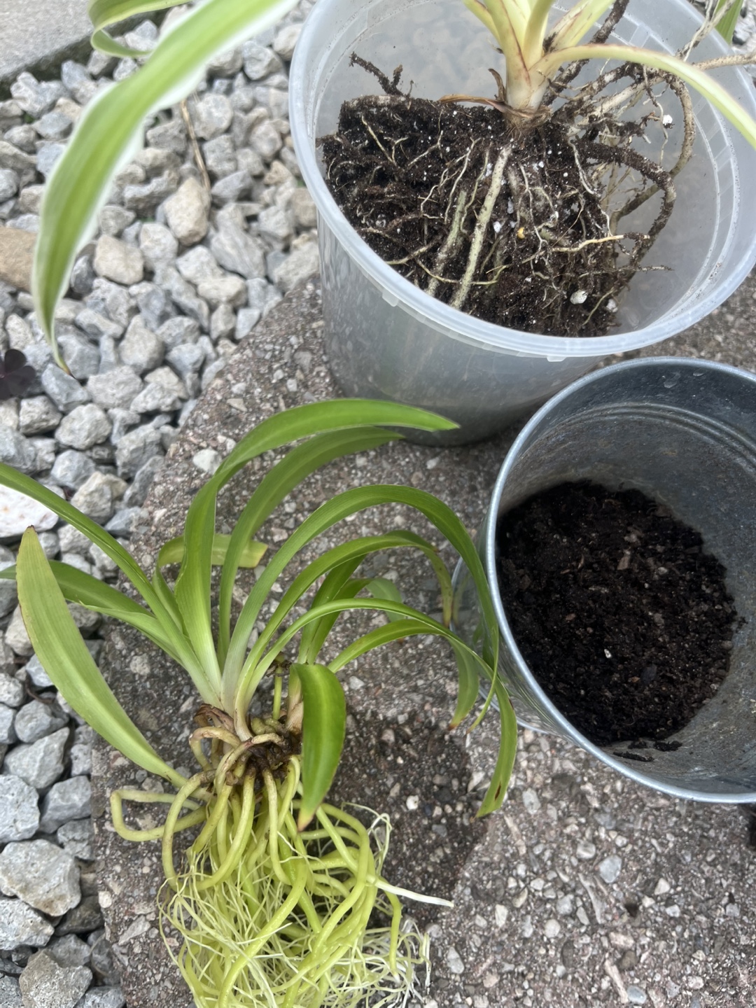 Plant - photo 3