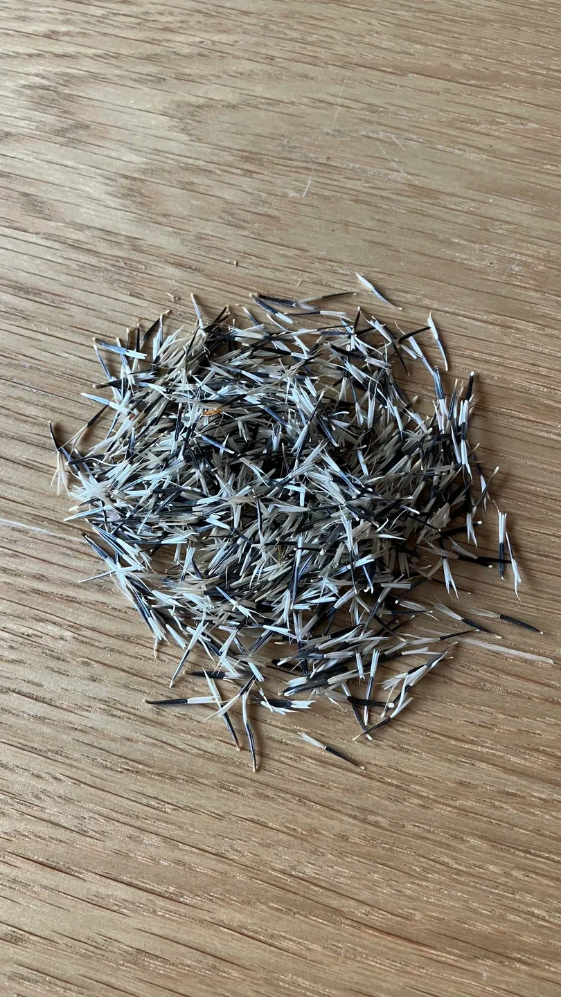 Marigold Seeds image indicator(2)