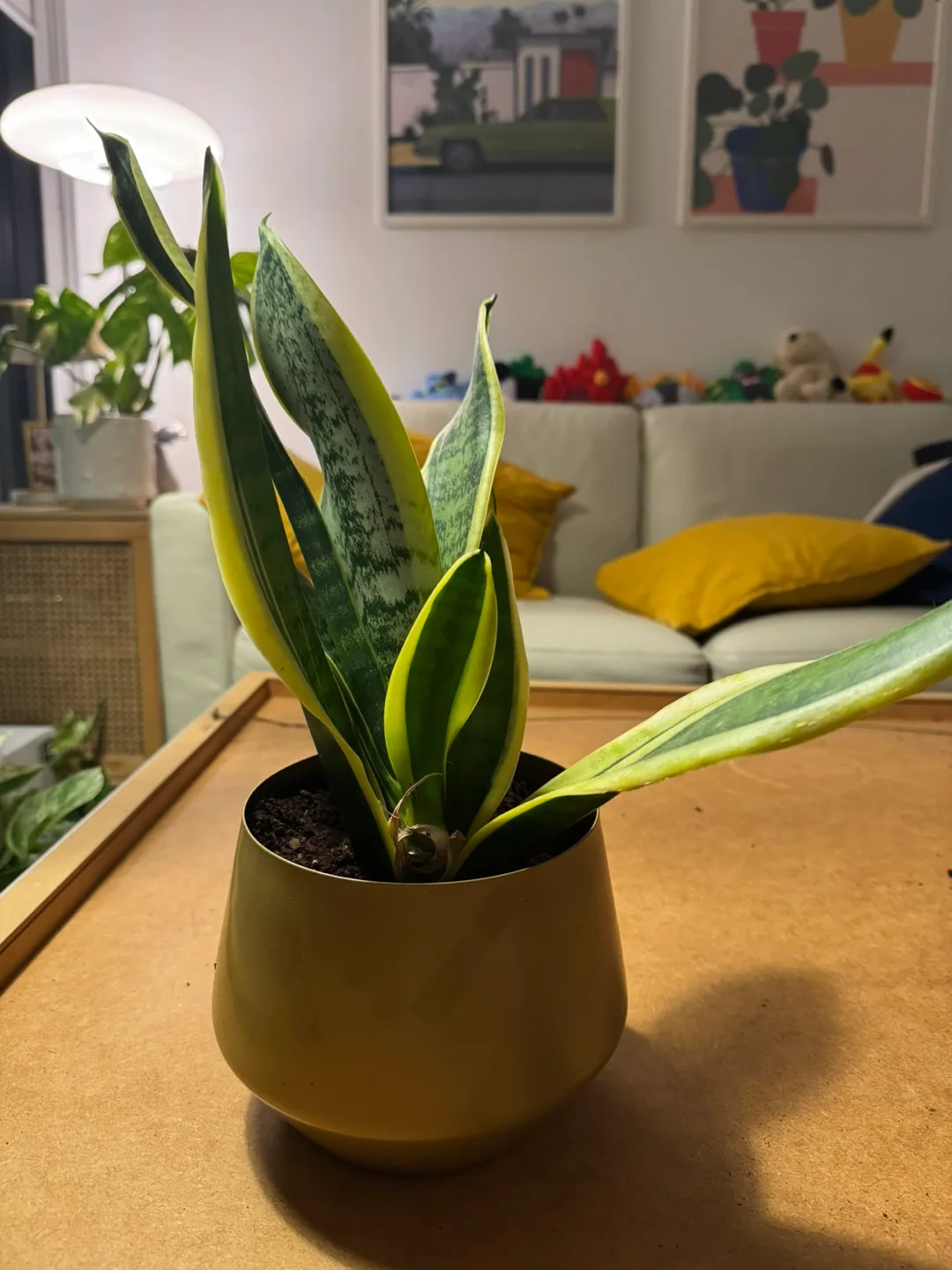 Snake Plant comes with golden metal pot image indicator(3)