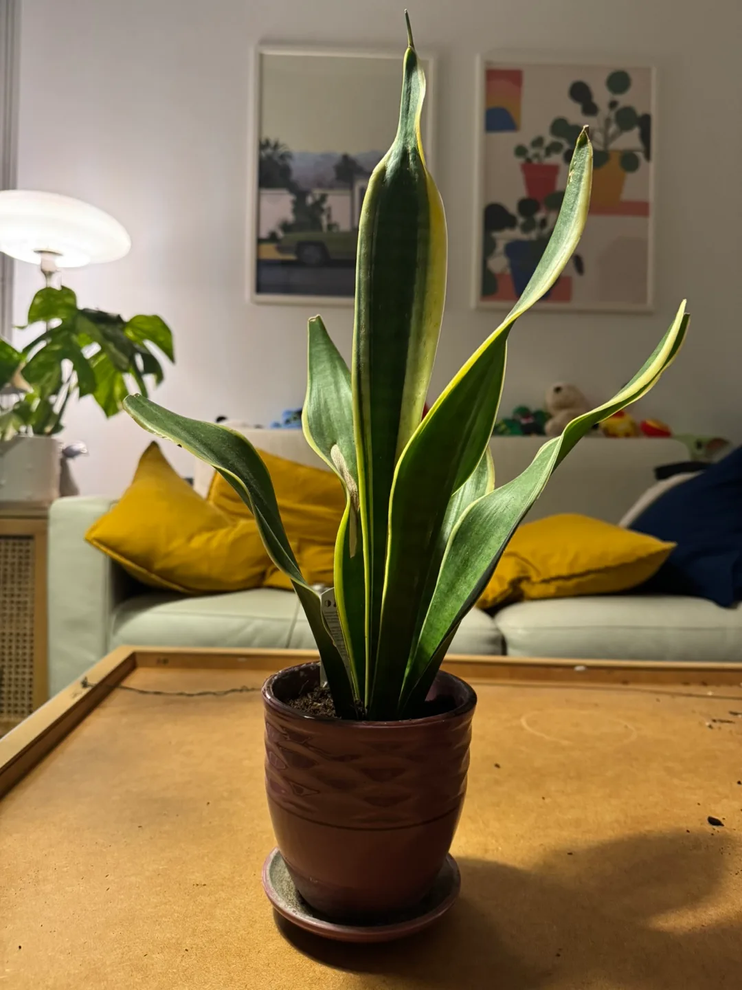 Snake Plant comes with golden metal pot image indicator(4)
