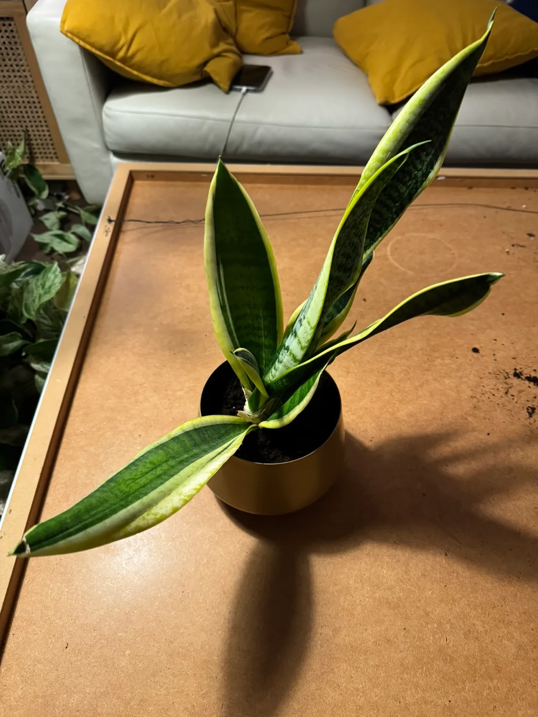 Snake Plant comes with golden metal pot image indicator(2)