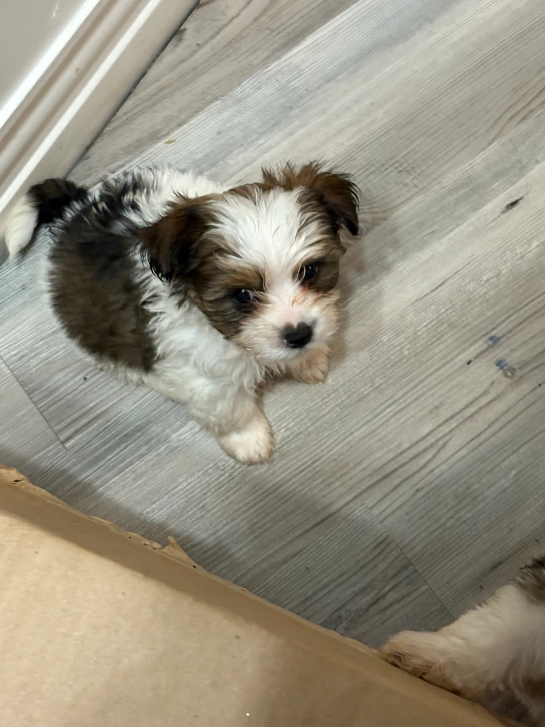 Morkie puppy for sale🐶 - photo 2