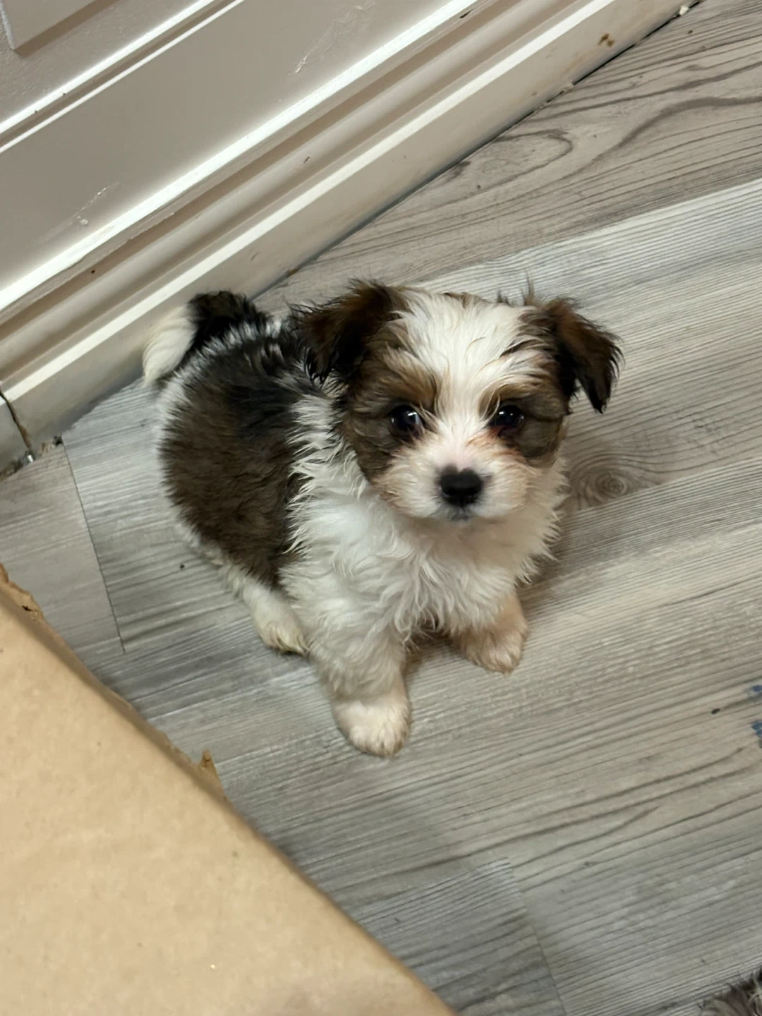 Morkie puppy for sale🐶