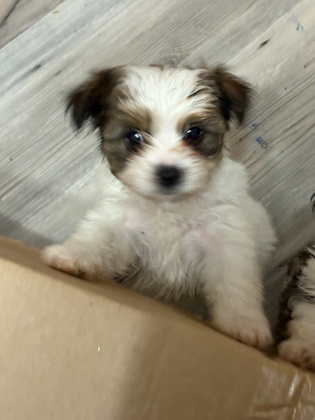 Morkie puppy for sale🐶 - photo 3