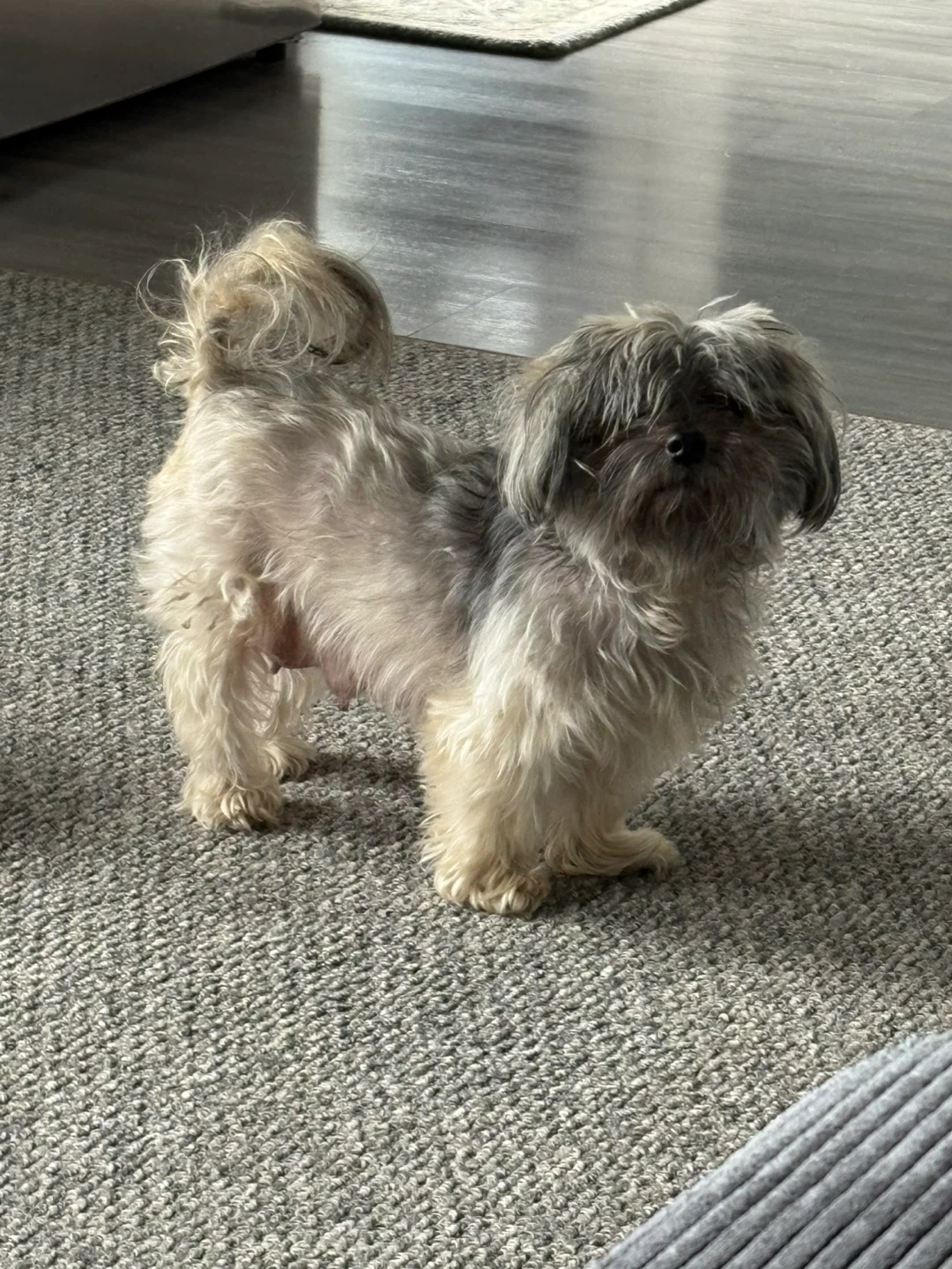 Morkie puppy for sale🐶 - photo 4