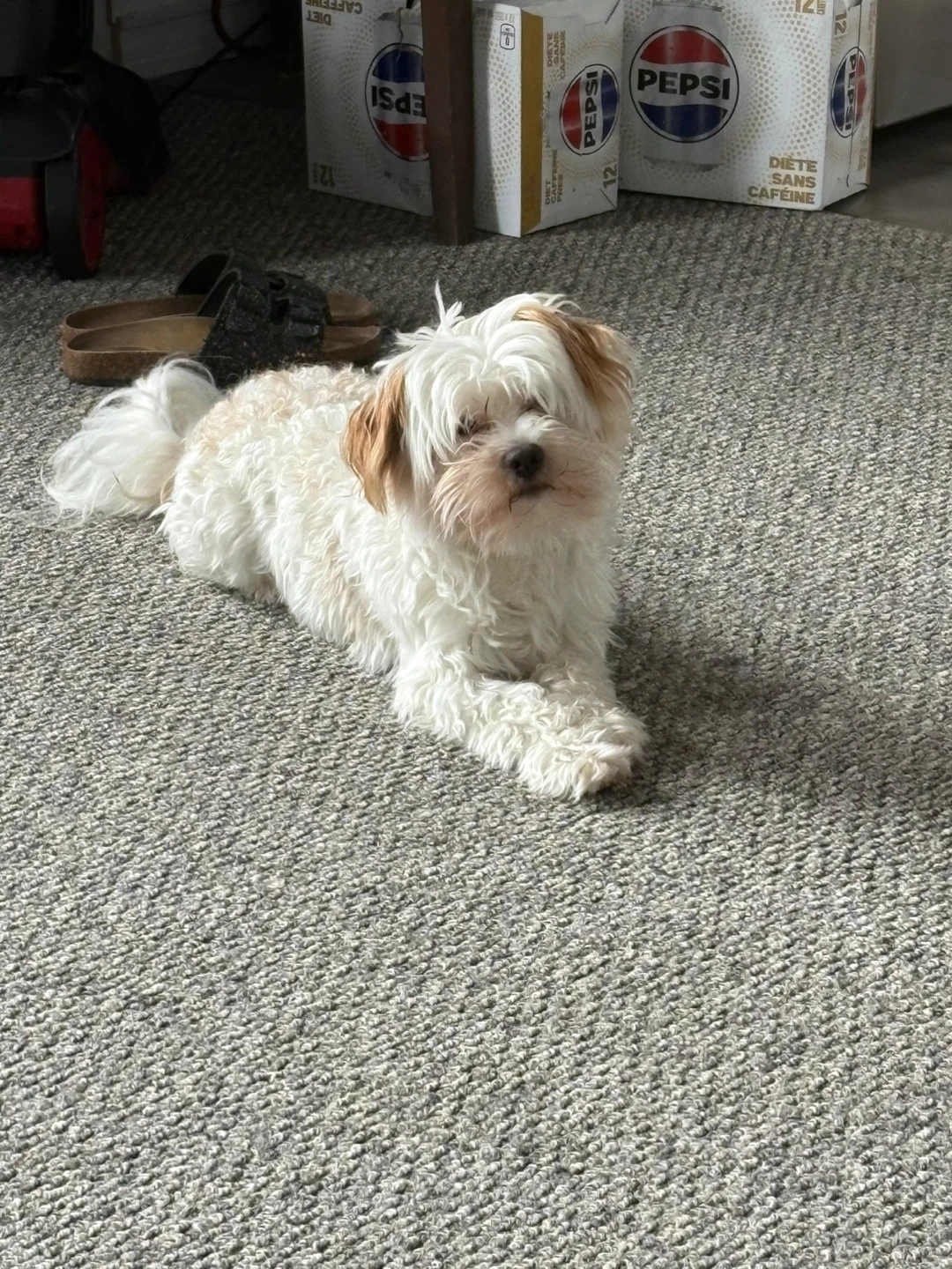 Morkie puppy for sale🐶 - photo 5