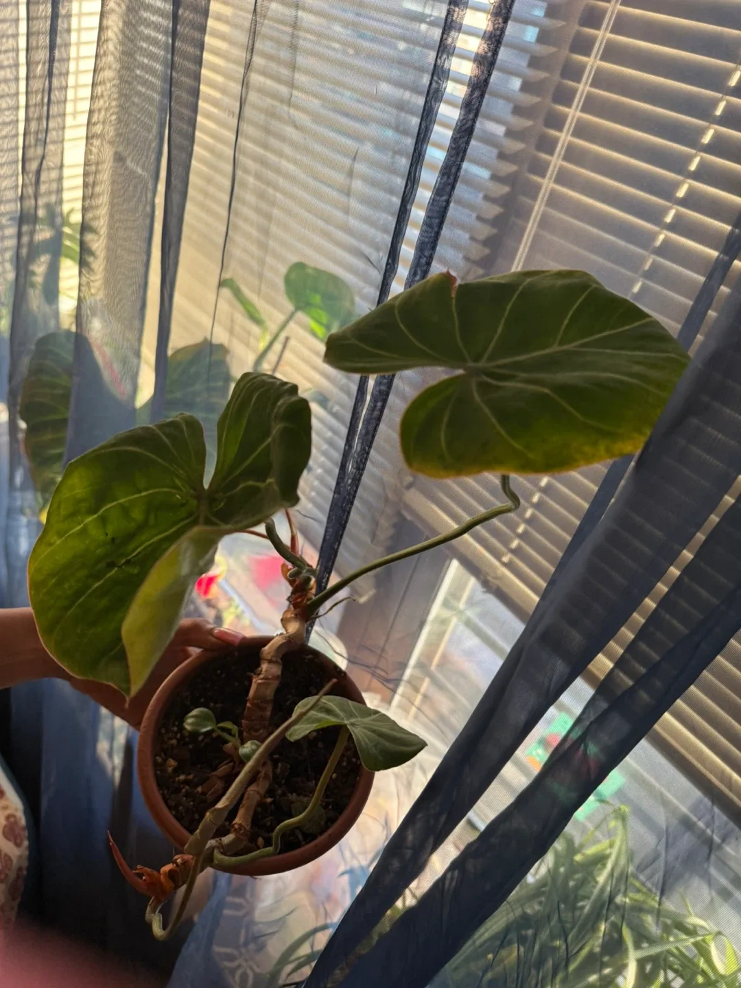 Philodendron Gloriosum Plant thumbnail
