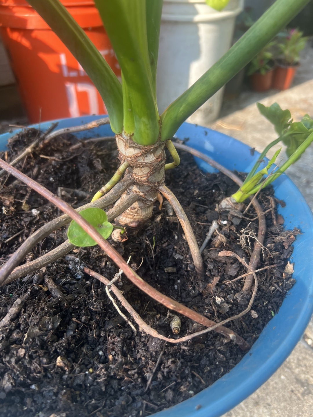 Beautiful large Philodendron split leaf Plant - photo 3