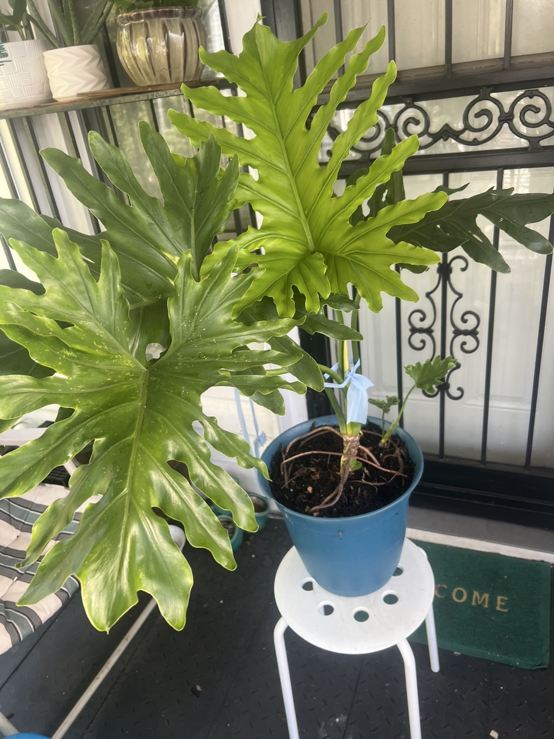 Beautiful large Philodendron split leaf Plant