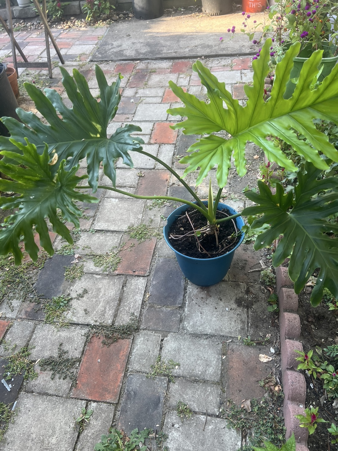 Beautiful large Philodendron split leaf Plant - photo 5