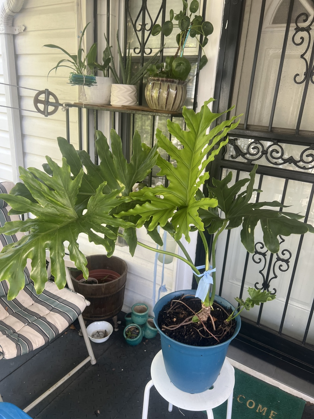 Beautiful large Philodendron split leaf Plant - photo 2